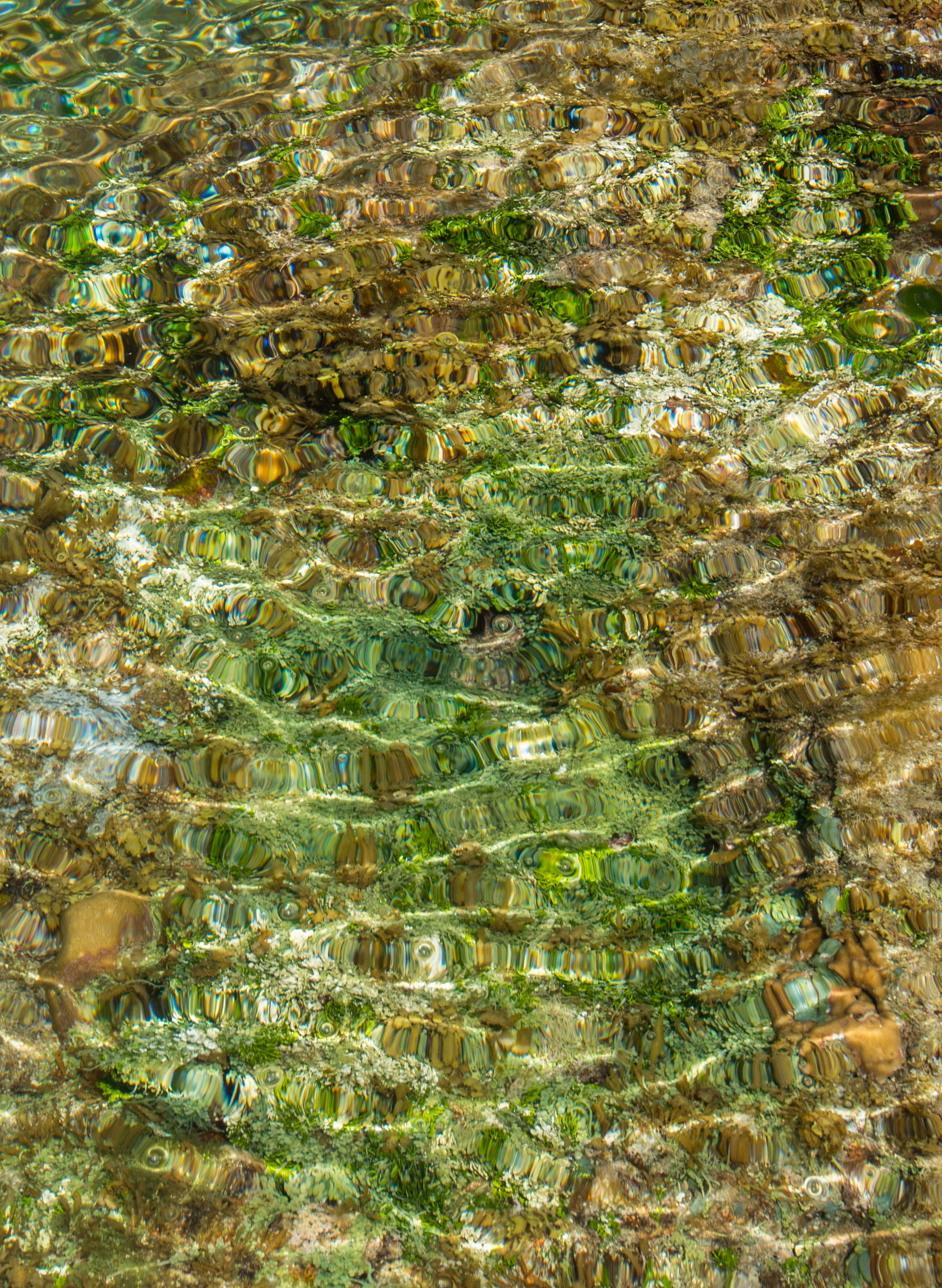 Coral Reef (2013).