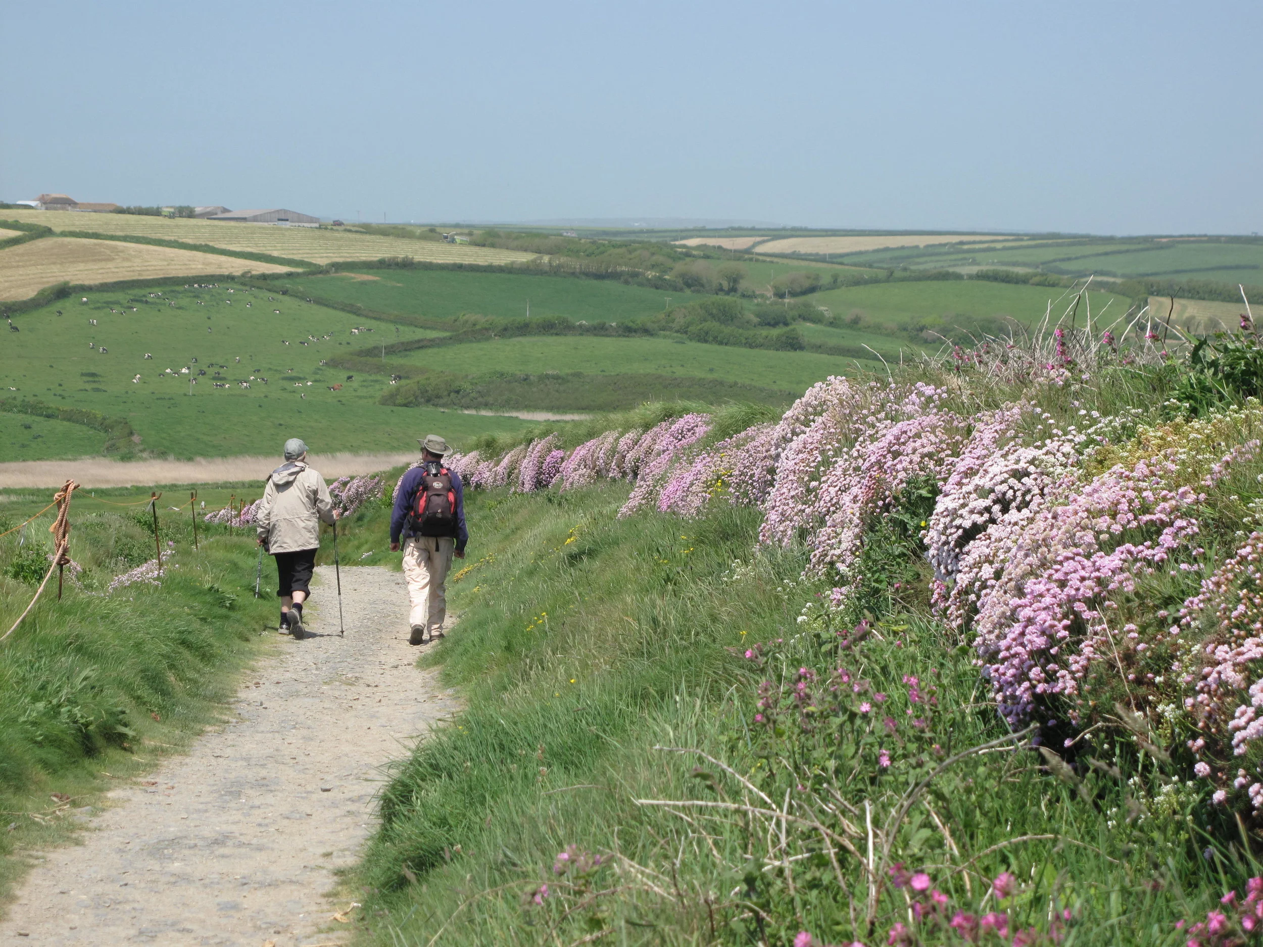 Thrift in Lizard hedges.jpg