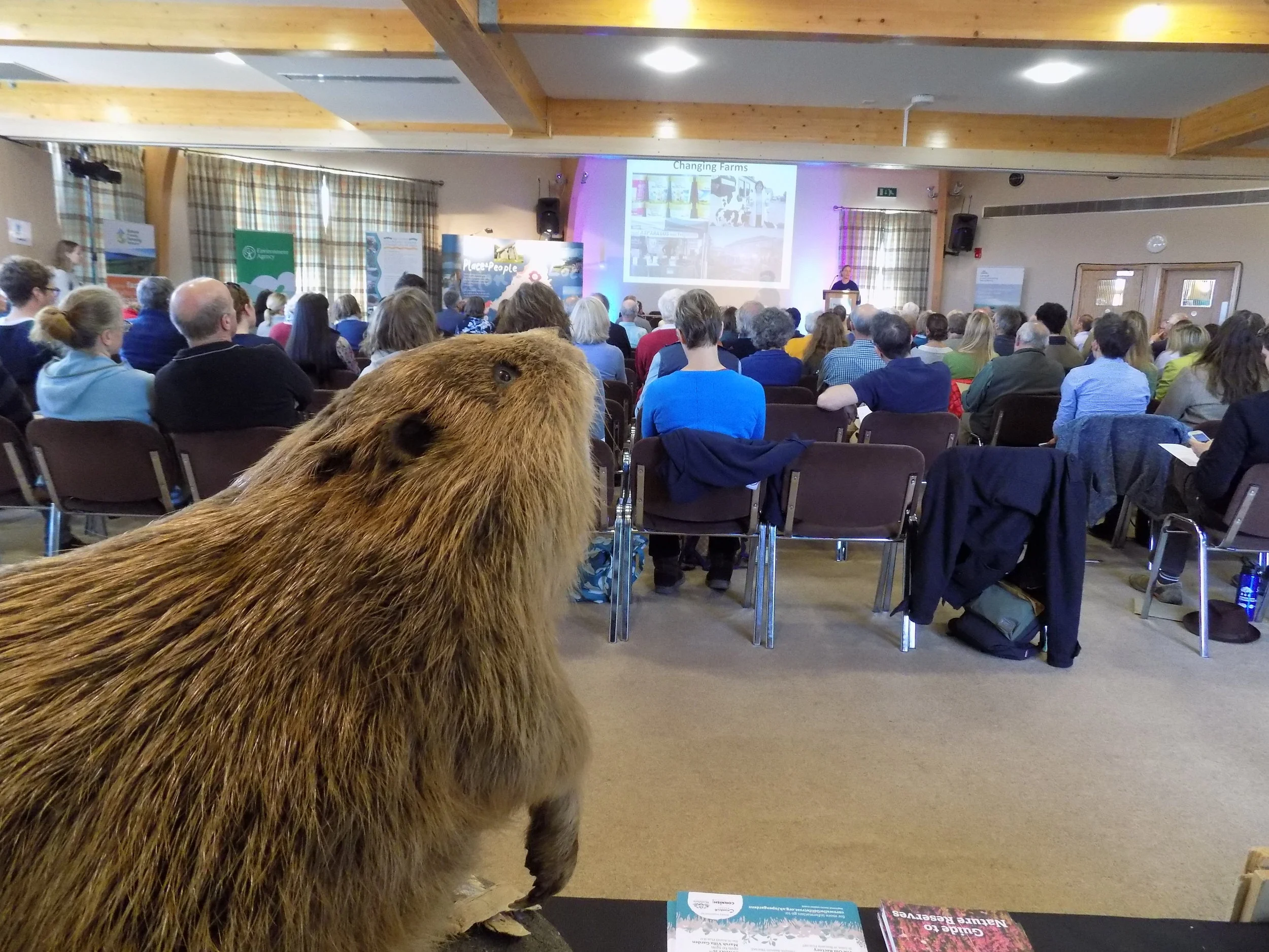 The Beaver watching the conference proceedings