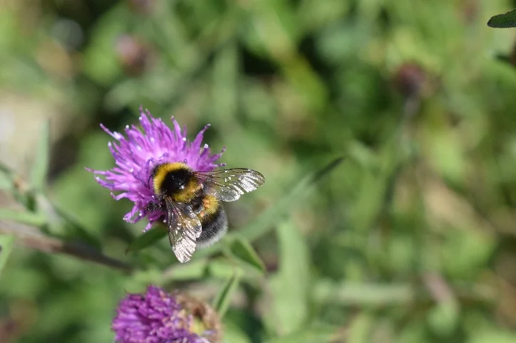 A garden bumblebee ( Bombus hortorum ) feeding on common knapweed ( Centaurea nigra ) in a road verge near Veryan on the Roseland Peninsula.