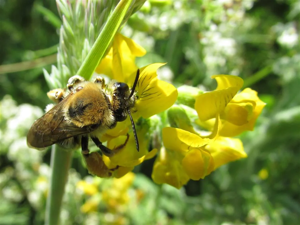 The Long Horned Mining Bee