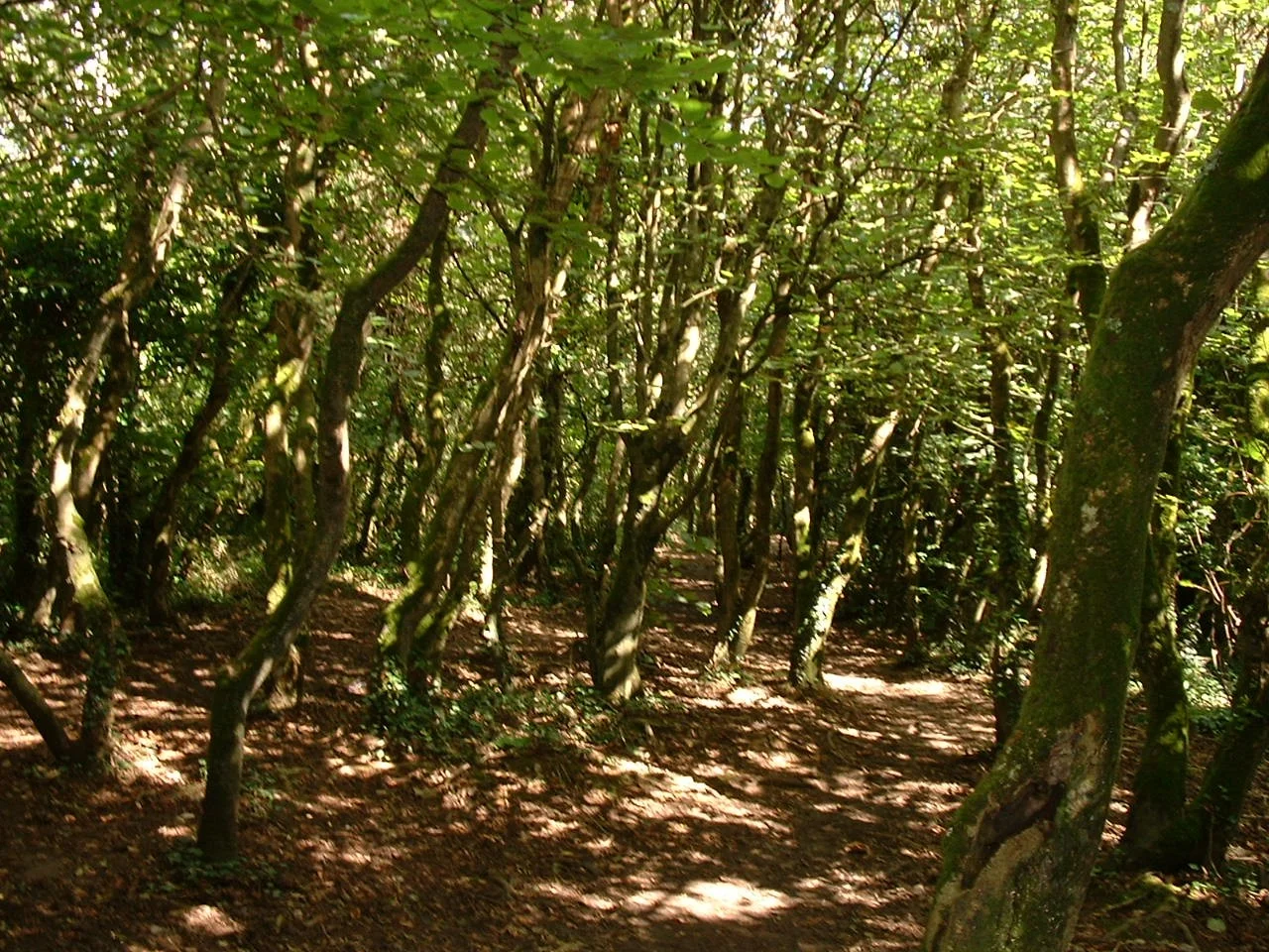 05 Tehidy Country Park woodlands.jpg