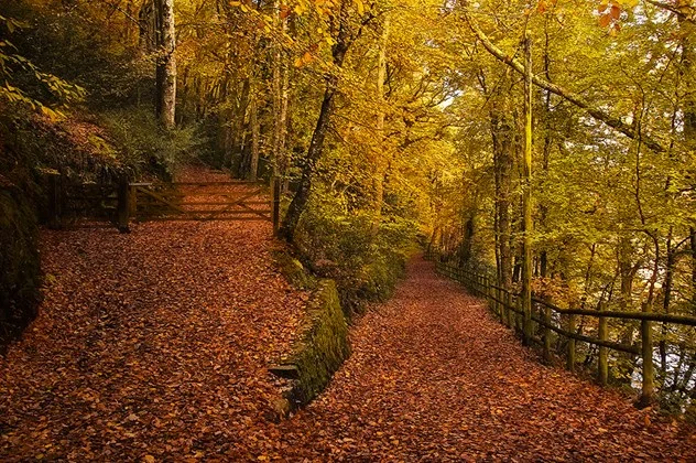 Woodland Trust Canopy.jpg
