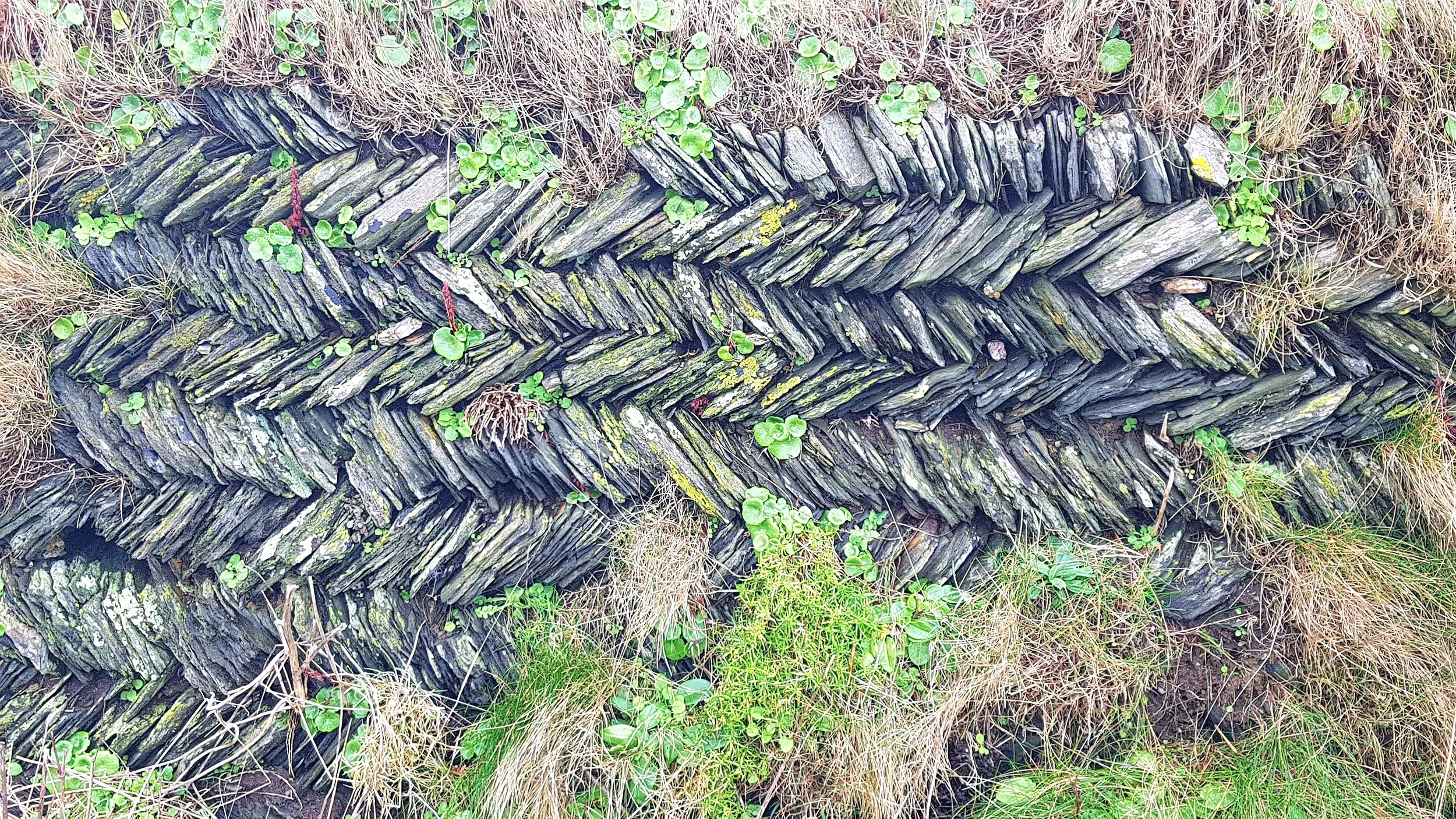 A section of hedge in our Carnewas to Stepper Point section near Trethias Island