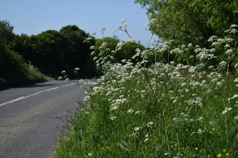 A road verge full of cow parlsey (Anthriscus sylvestris) near Ruan High Lanes on the Roseland Peninsula.