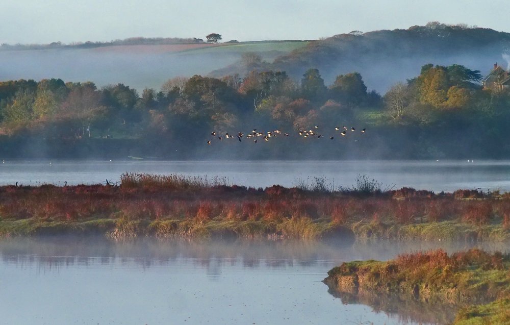 Highly Commended Lapwing in the Mist - Jane Lewarne.JPG