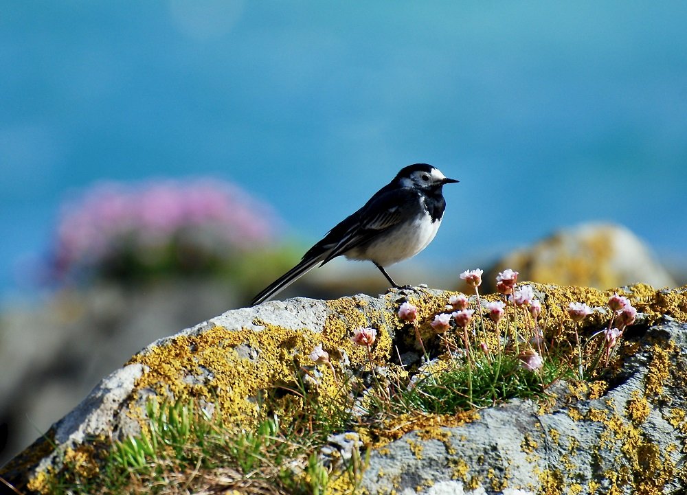 90 Wagtail by Sea - Pied Wagtail, Vault Beach nr Gorran Haven - John Stather.jpeg