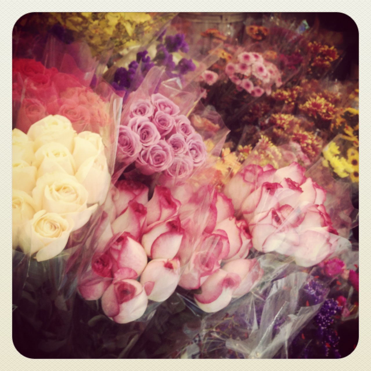 Insta-vic Flowers