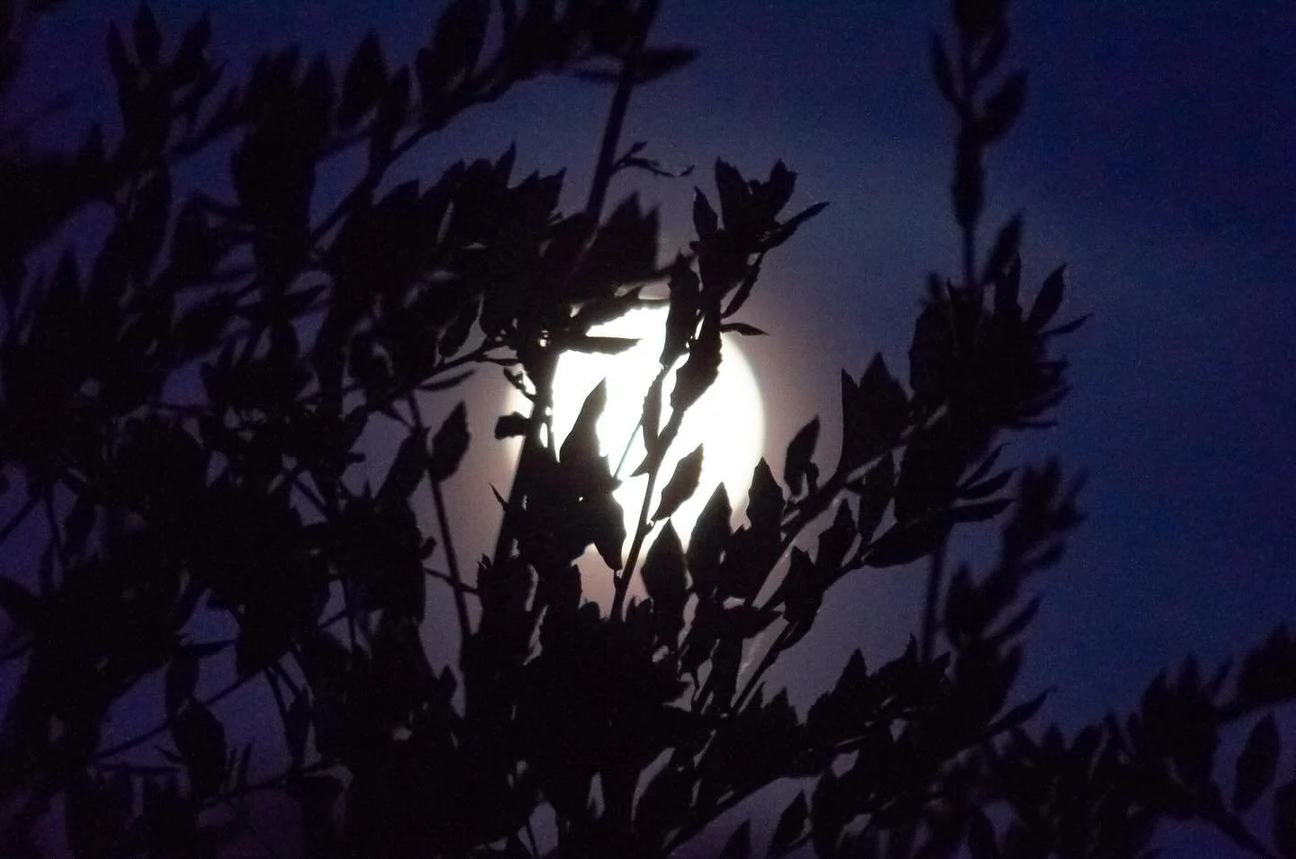 Flower Moon, Somerset, 30th April 2026.

On the eve of the Flower Moon, the moon rises earlier in the day, making it possible to photograph it against the remaining daylight, balancing moonlight and dusk. This moon, also known as the Milk Moon, Mothe