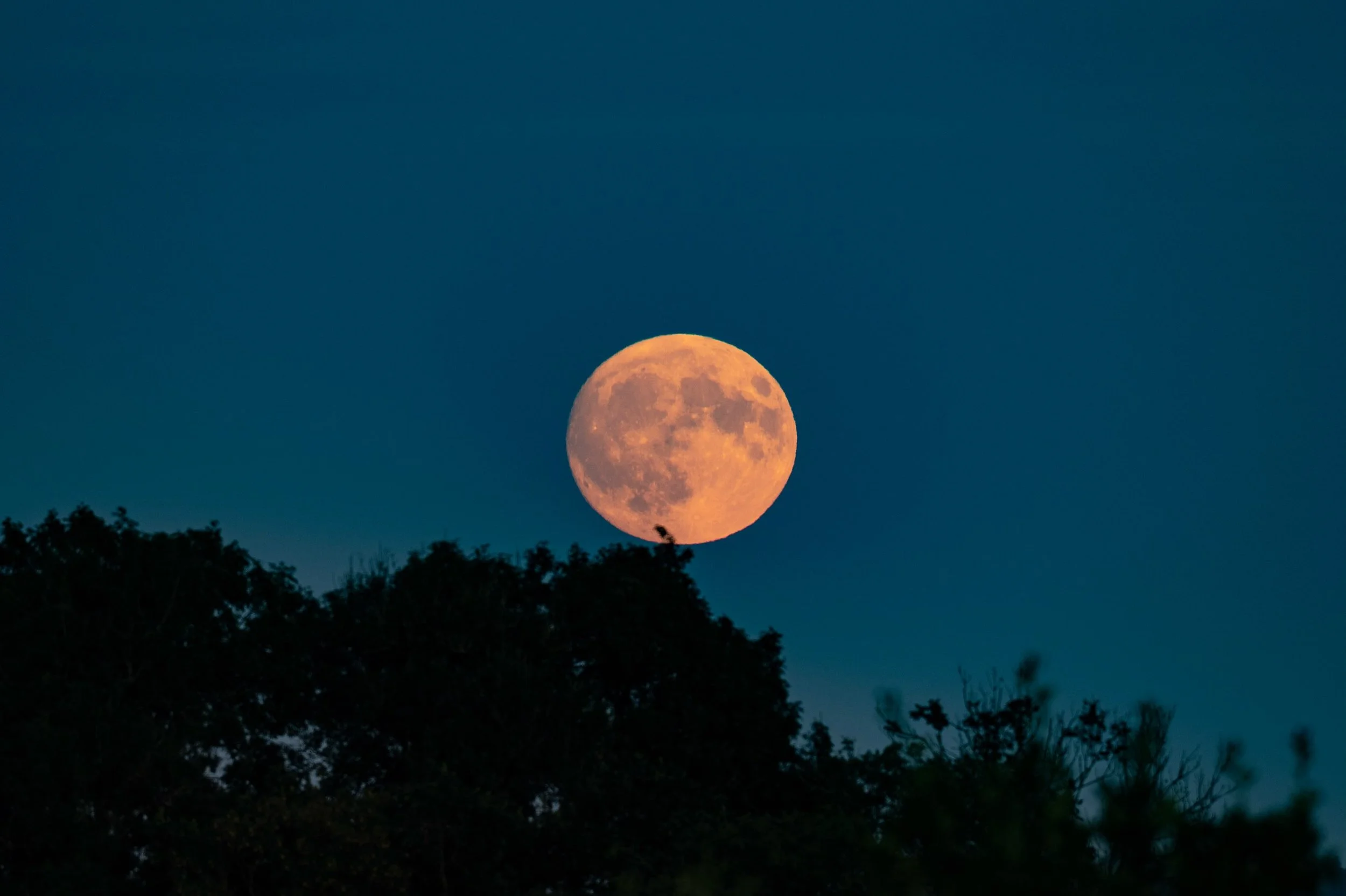 The July Hay Moon rising above Hedgecock woods, Ham Hill. 28 July 2026, Somerset. @hamhillcountrypark 

Sometimes called the Hay Moon, after the summer hay harvest, the Buck Moon, or the Thunder Moon, it emerged slowly through the evening haze, risin