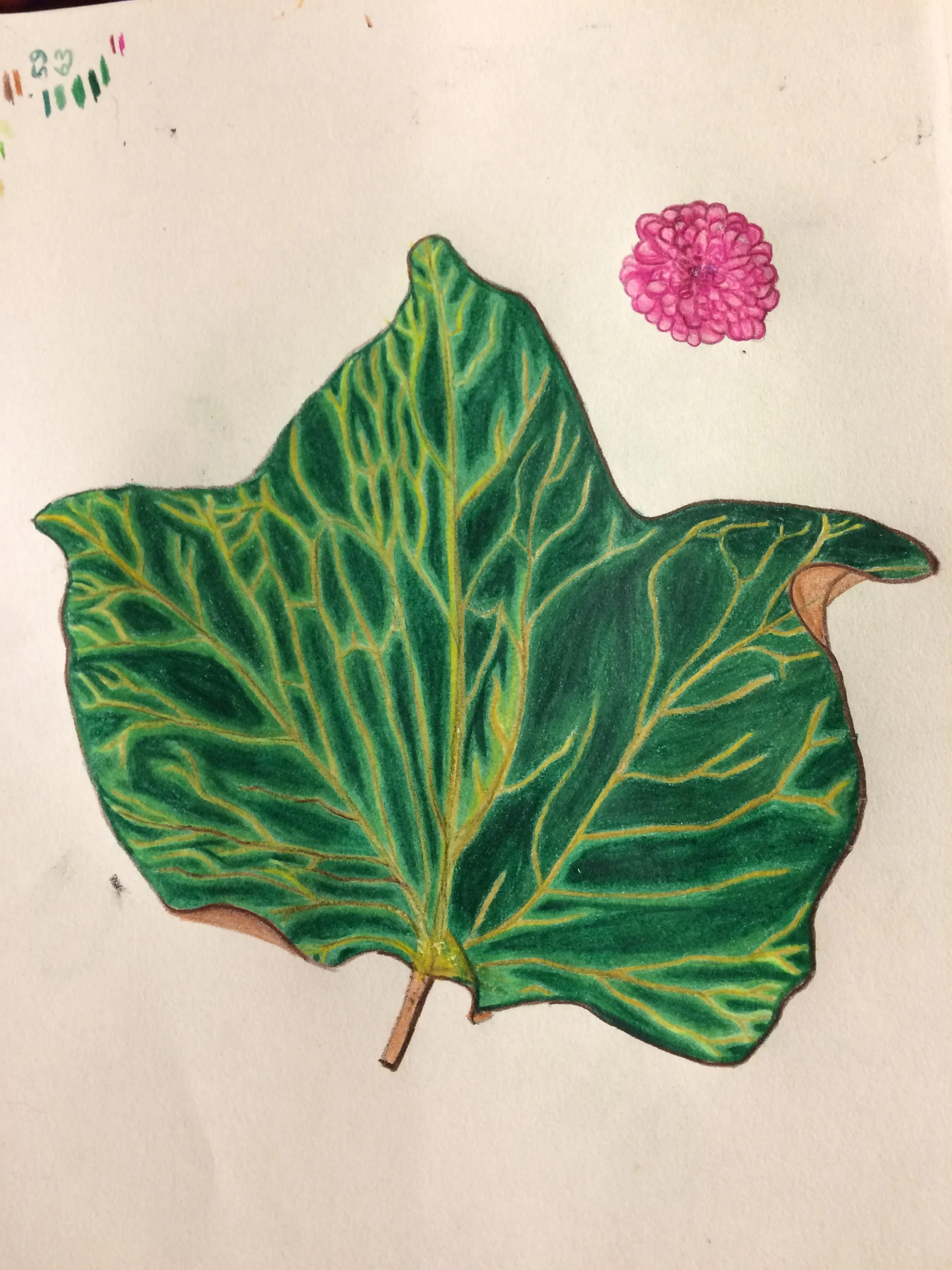 ivy leaf in watercolour pencil