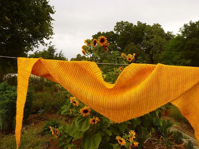 laceloveslinda's Rae a Drop of Golden Sunshine