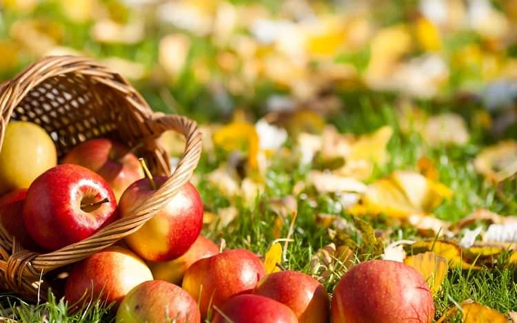 basket of apples in the grass.jpg