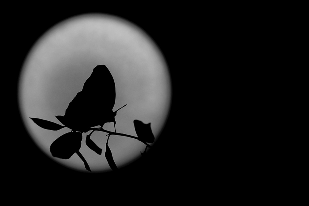 Песни бабочка луна. Бабочка Луна. Бабочки на черном фоне. Черный фон с тенью. Ночь бабочки Луна.