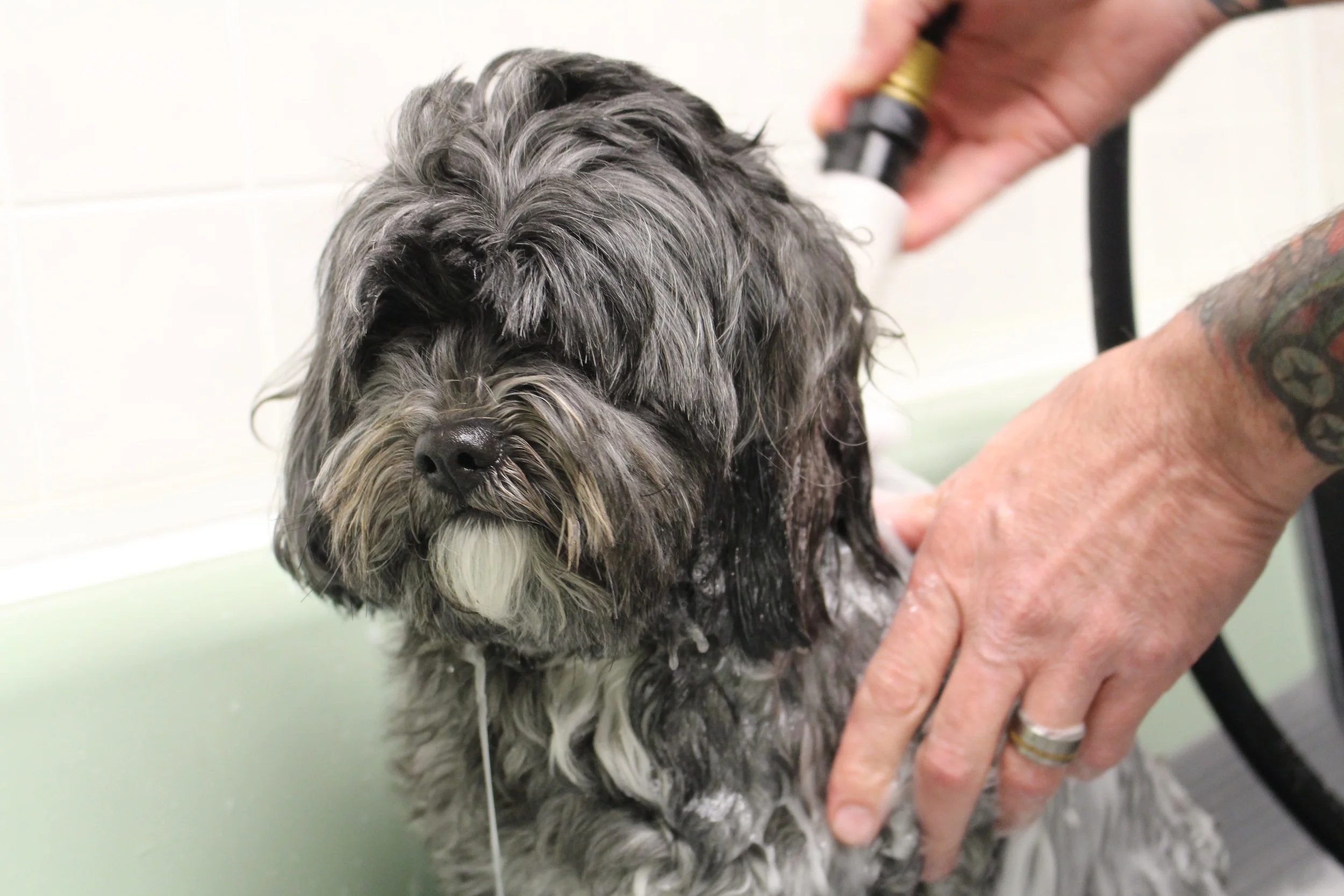 Services — Astro Dog Grooming