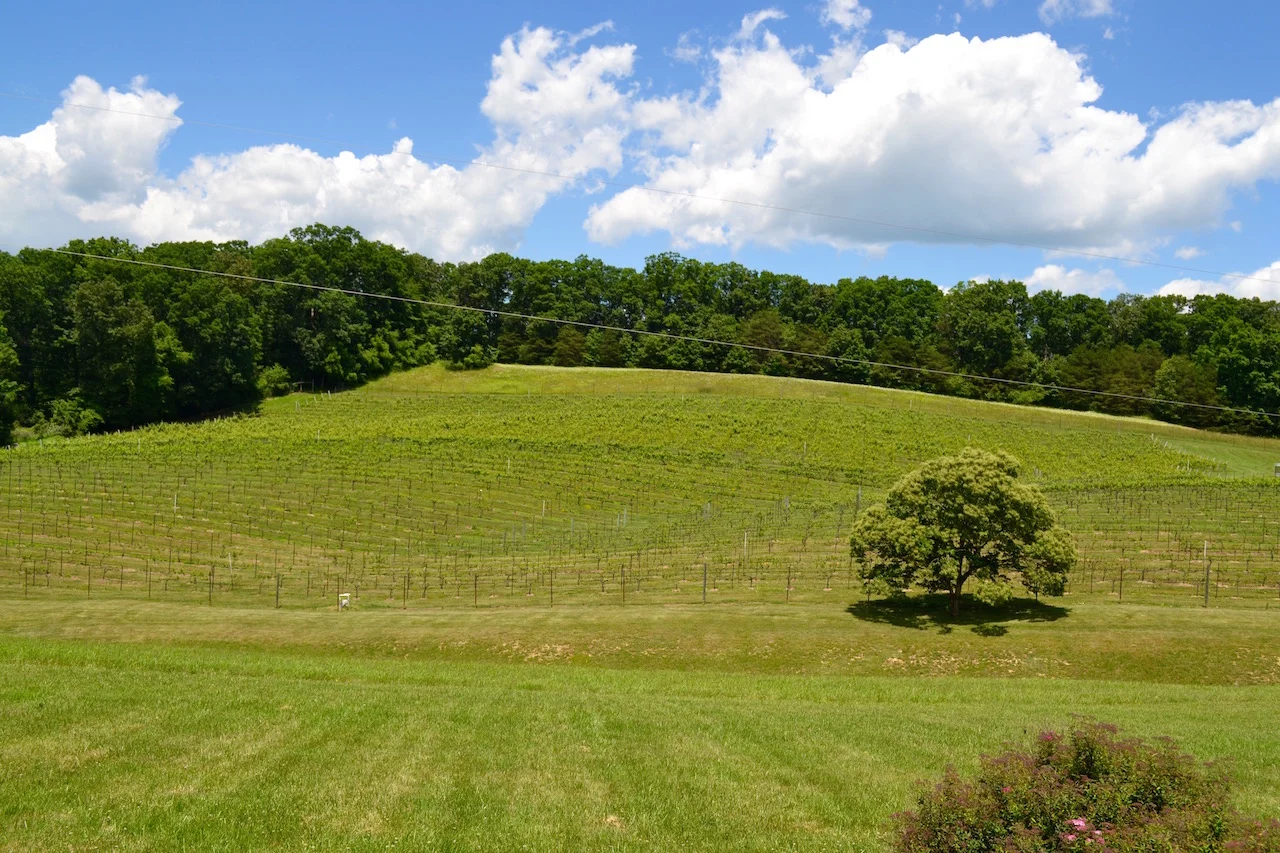 View from Residence to VIneyard.jpg