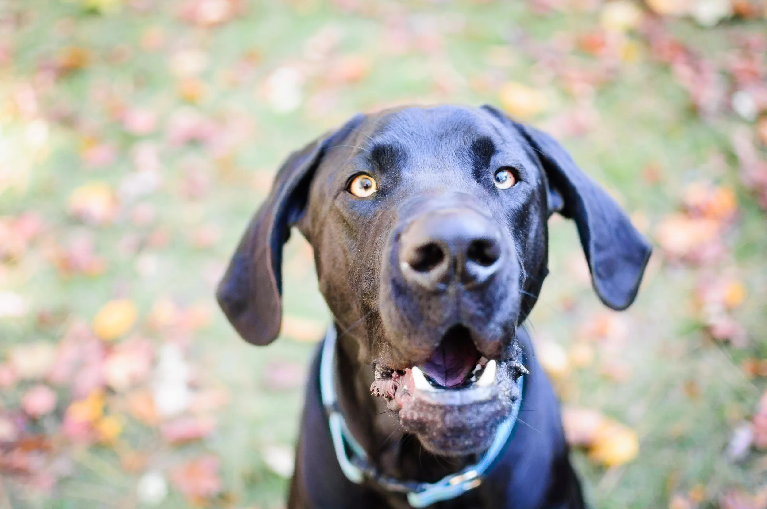 Our friend, Blue thinks this news is all really fantastic!