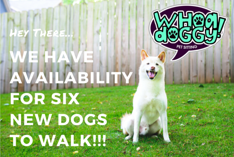 dog_walking_avilability_atlanta_decatur.jpg
