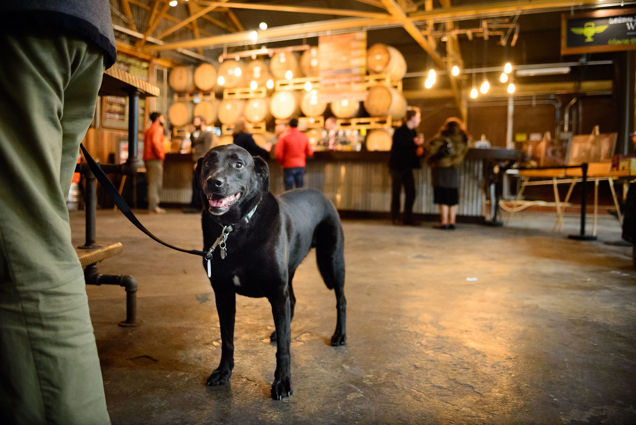 Pups&Pints-9.jpg