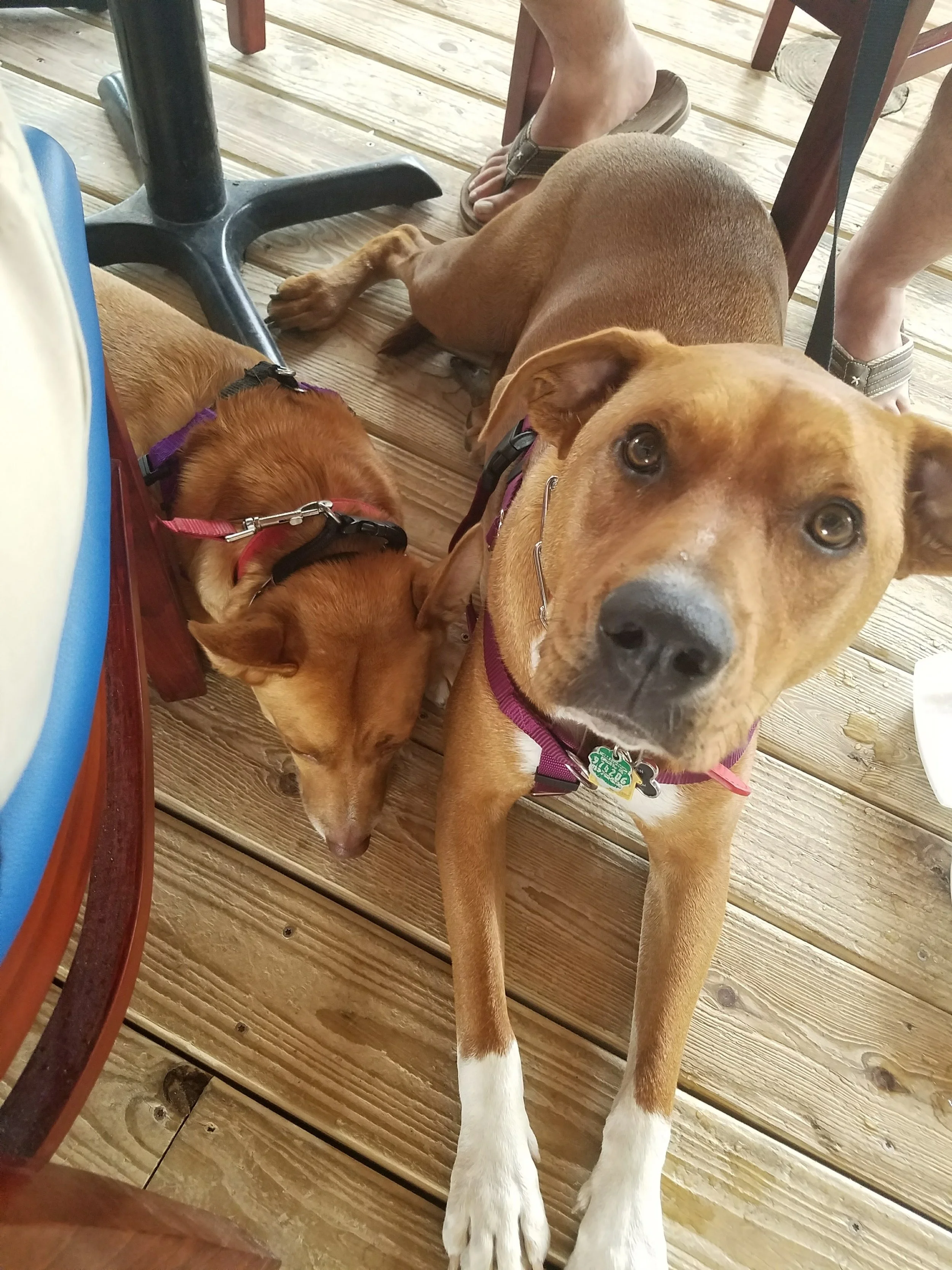 Can we have some please?