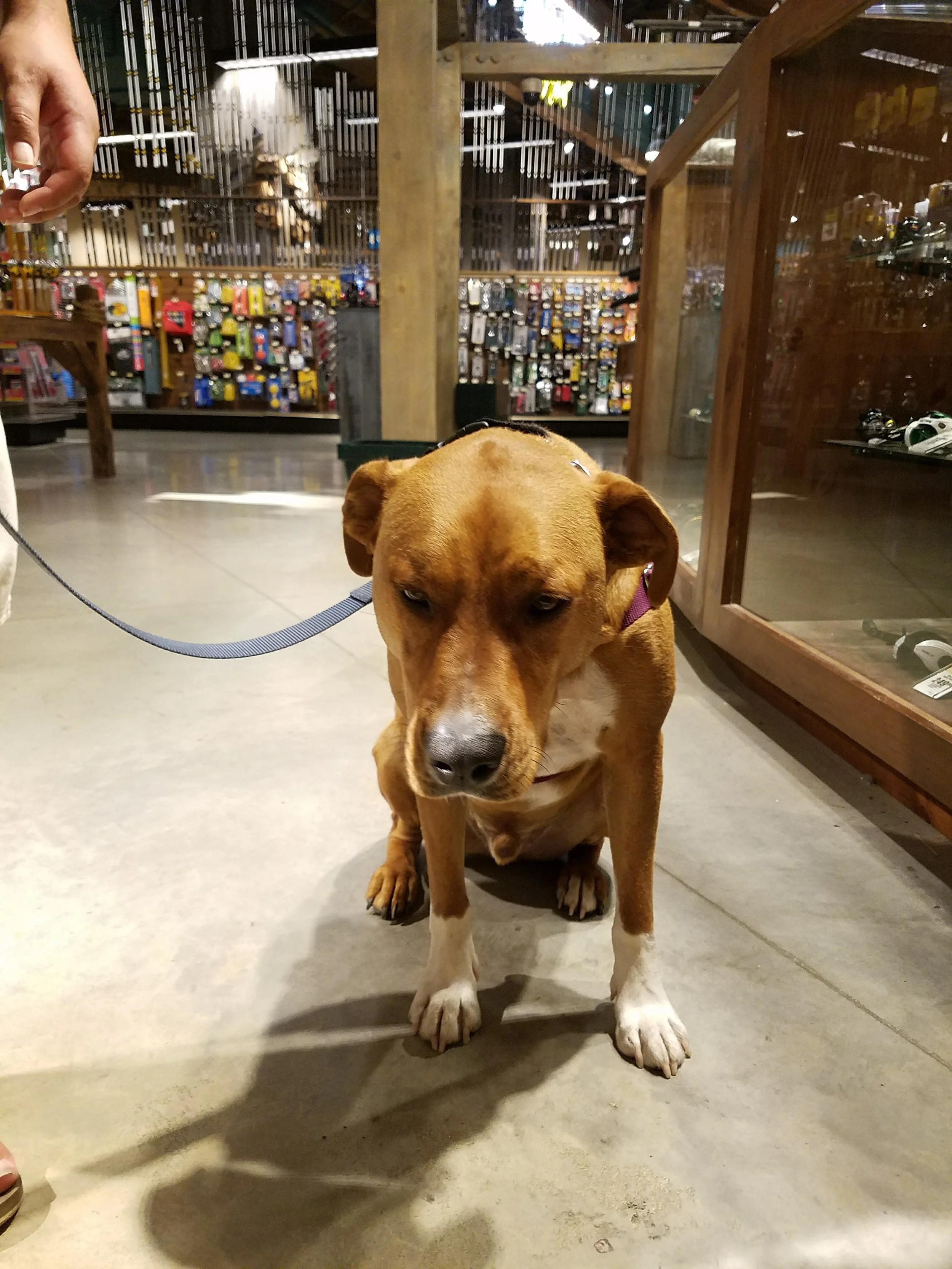 Simon is not a big fan of shopping or random deer statues.