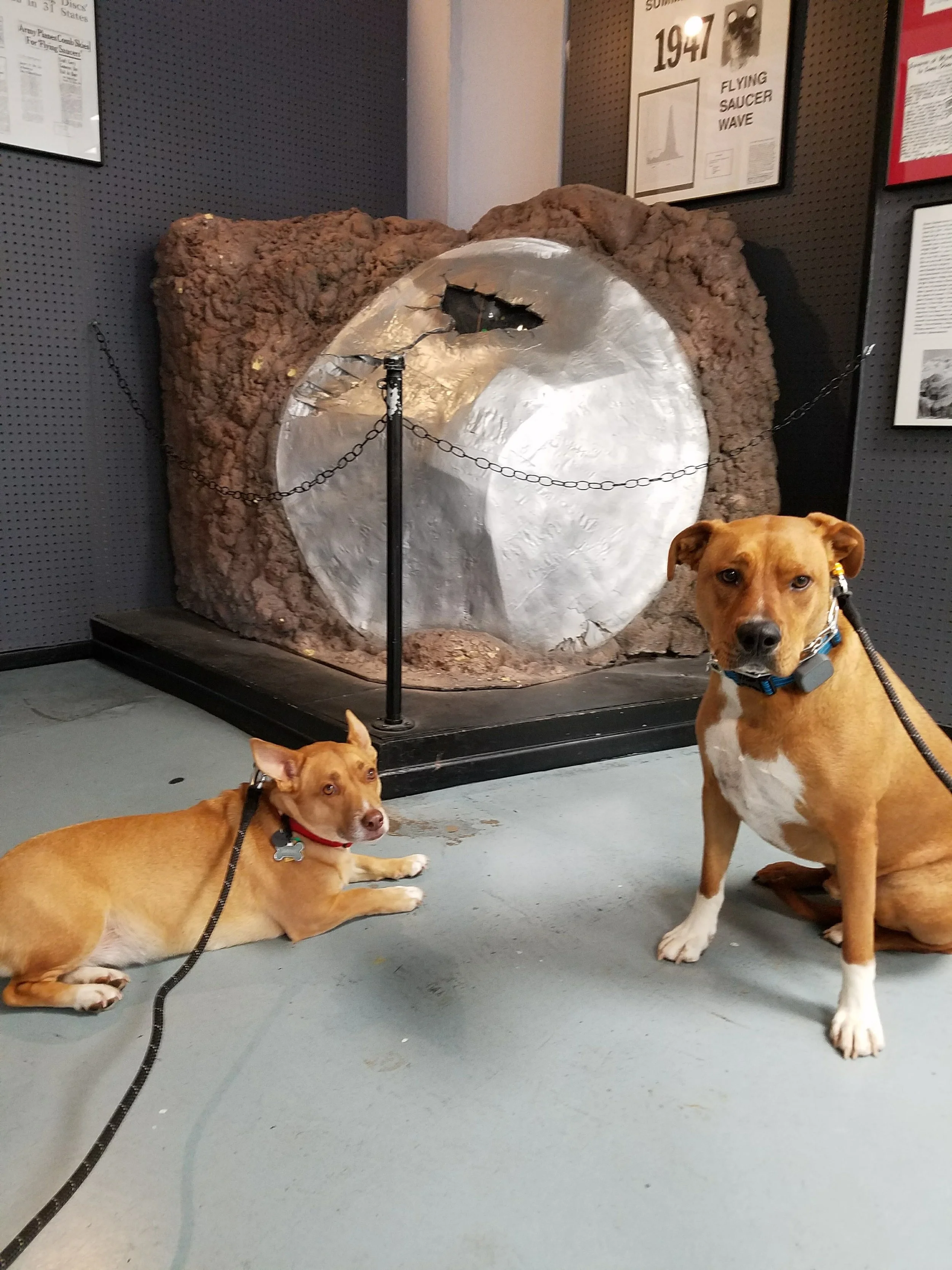 The pups are excited to get to go on our adventures, just too sure they really wanted to meet aliens. 