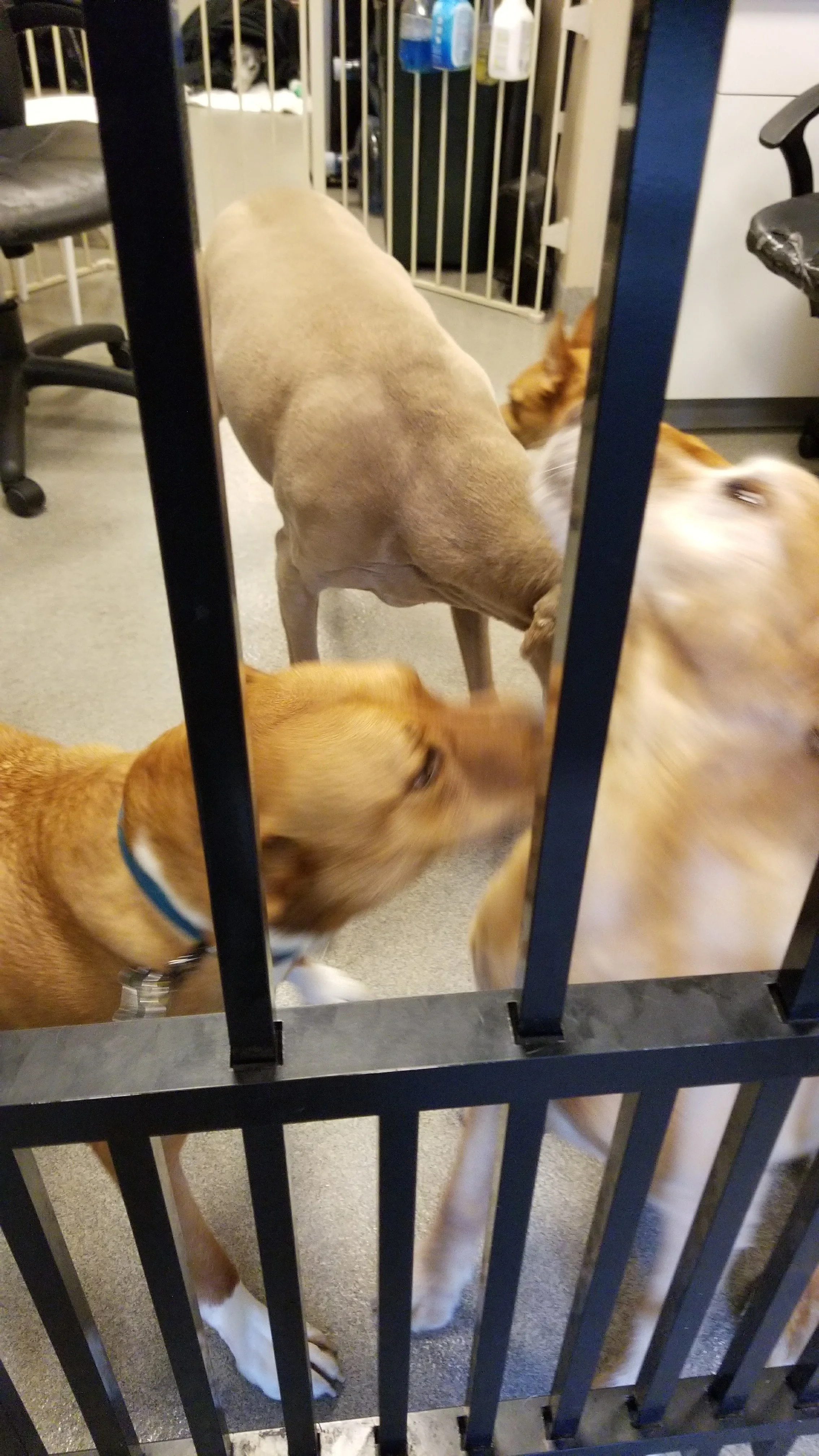Fetch playtime.jpg