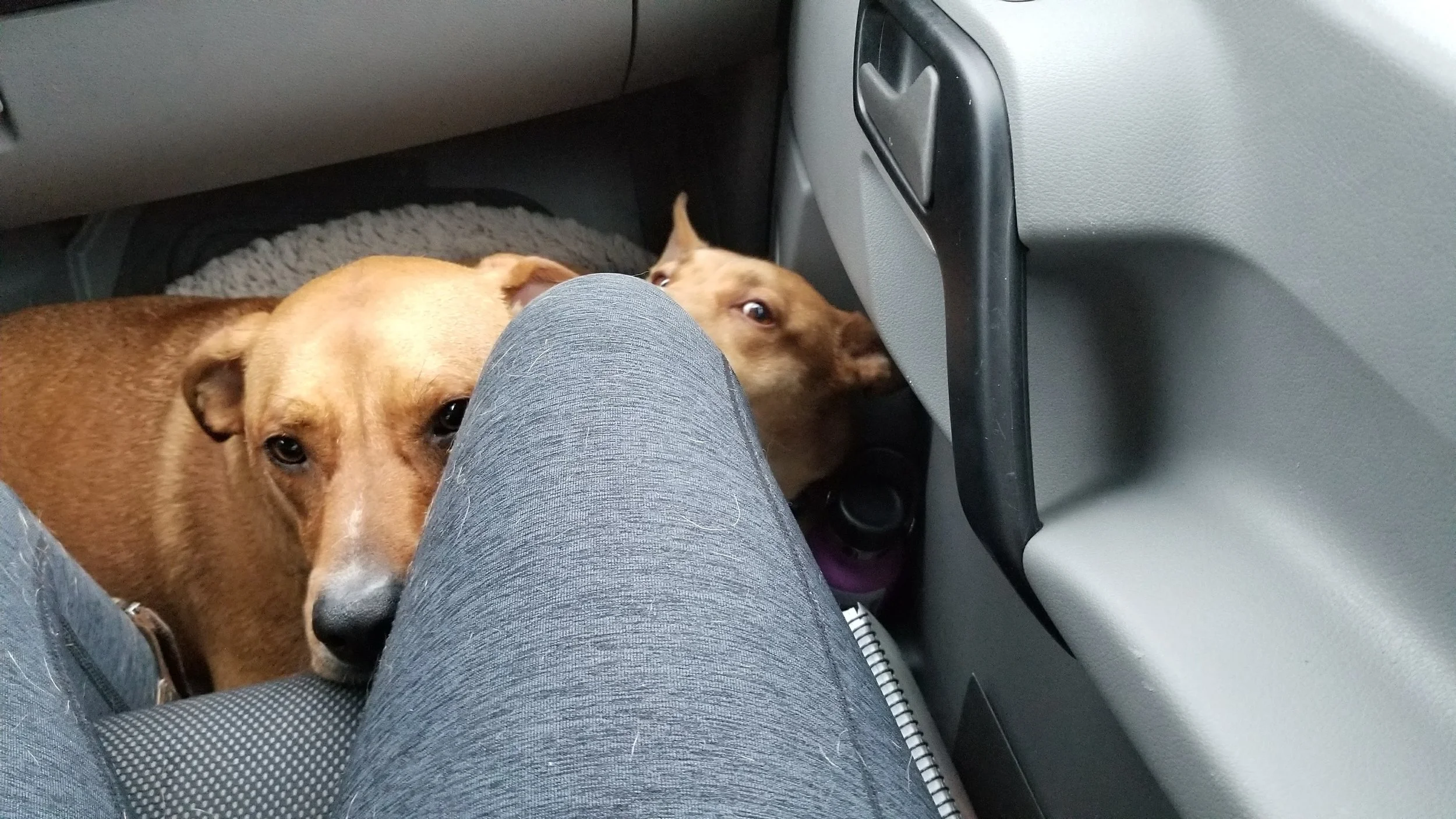 Drove through a wicked storm in Louisiana and apparently Simon has acquired storm anxiety. Poor Jayne she takes the brunt of the squish. 