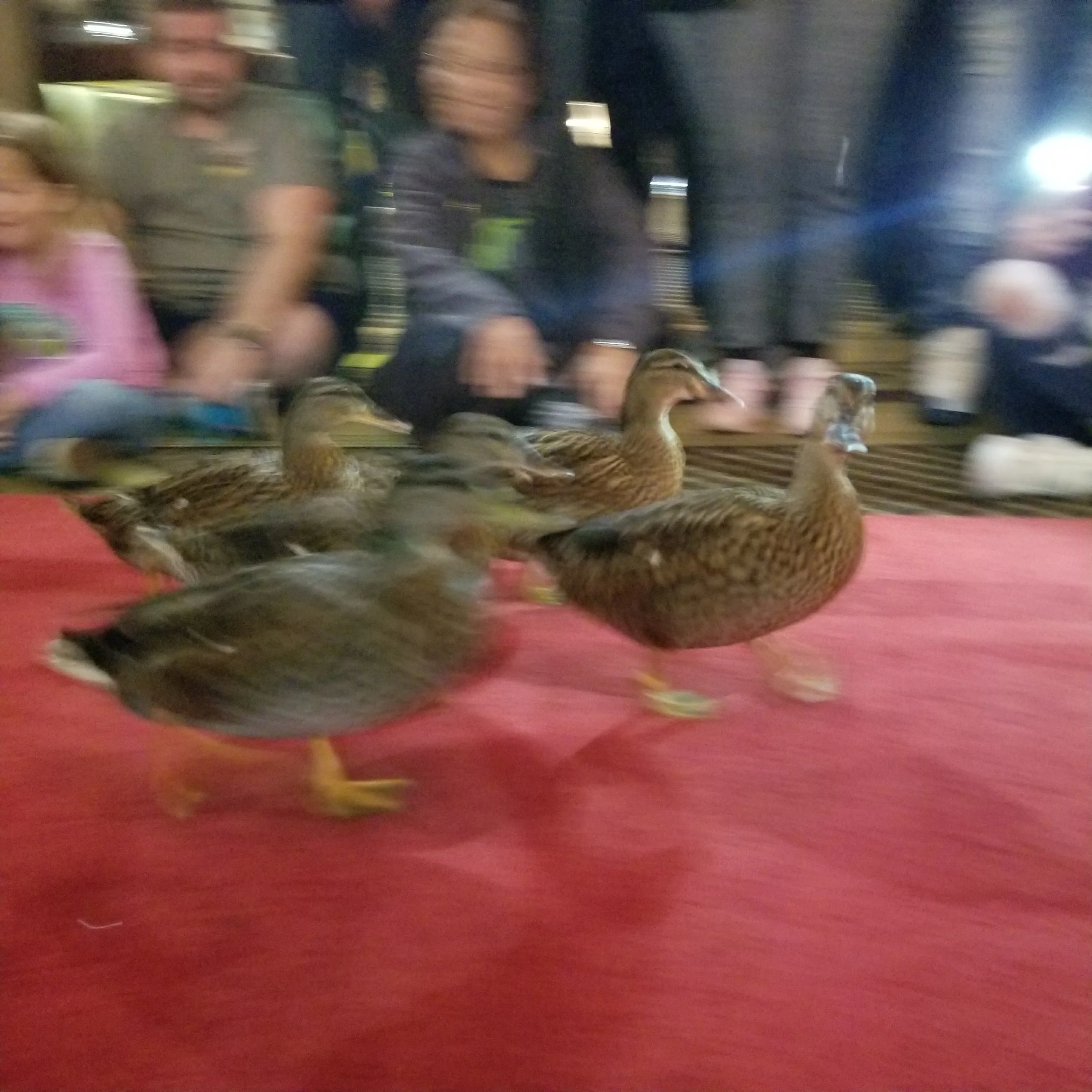 My not so great picture of the ducks. I think I need my photo creds revoked.