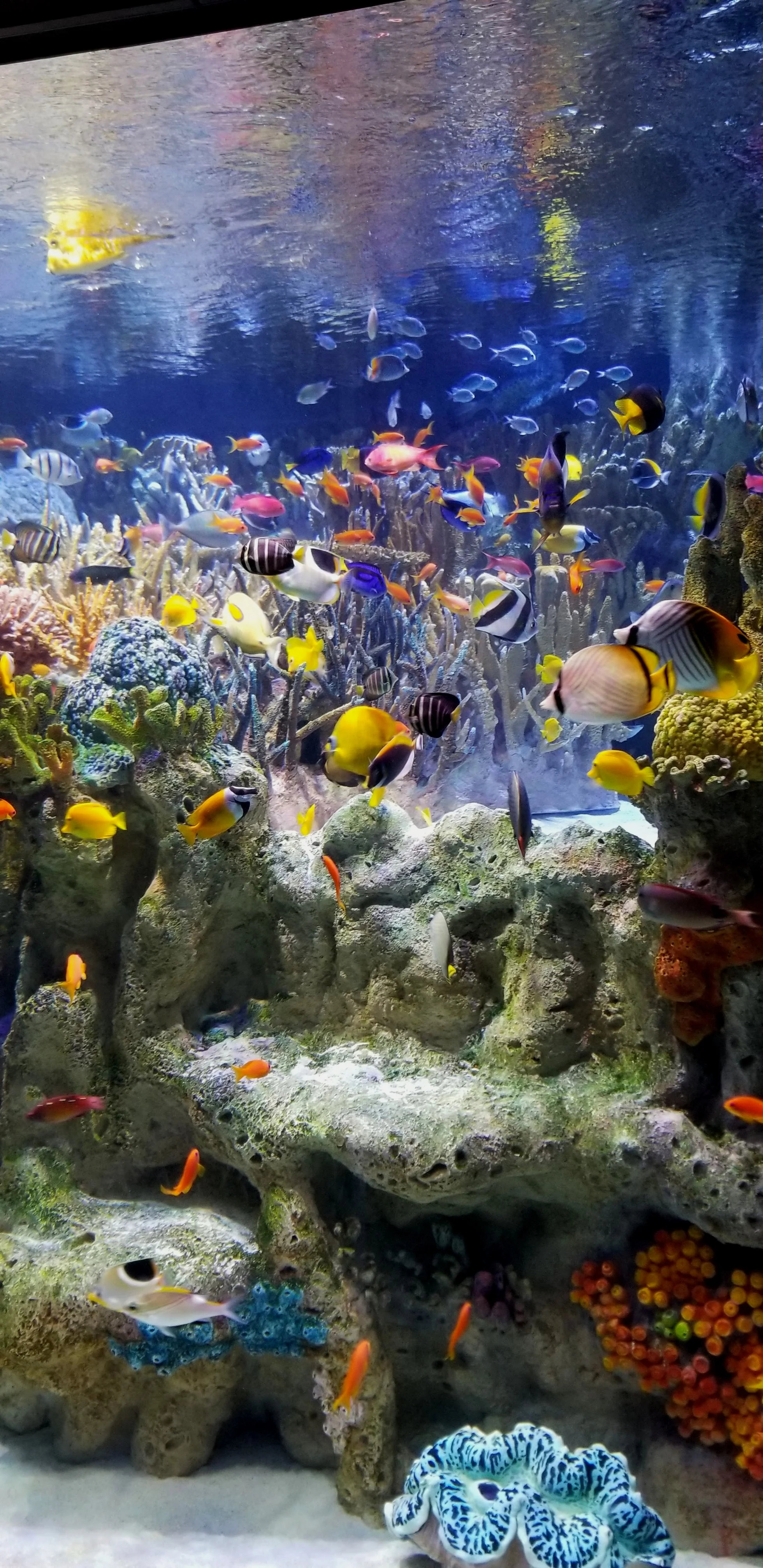 After the penguins this is my favorite place to stare at the New England Aquarium.
