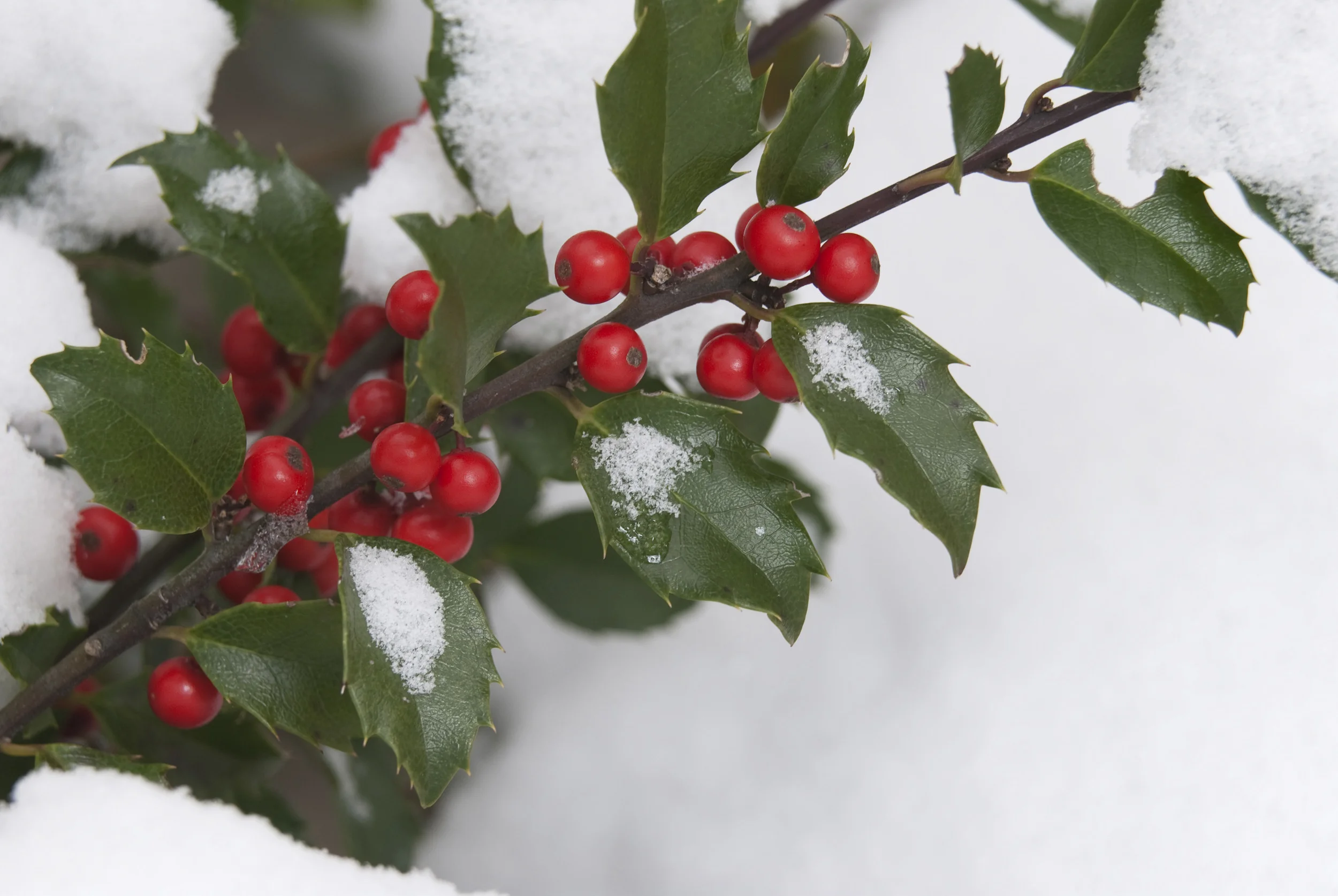DANVILLE AREA CHORAL ARTS SOCIETY CHRISTMAS CONCERT 