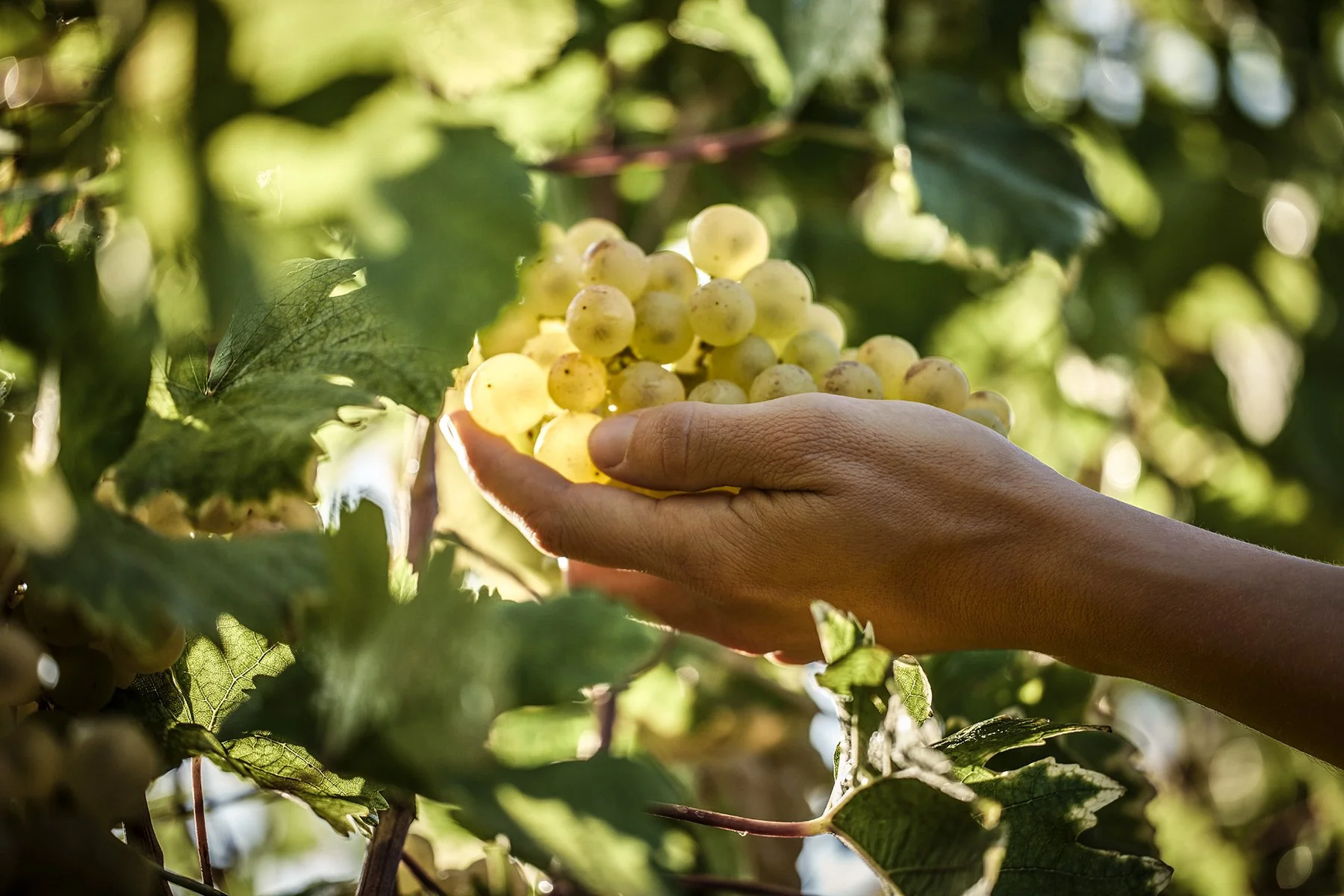 swiss_wine_terencedufresne_1.jpg