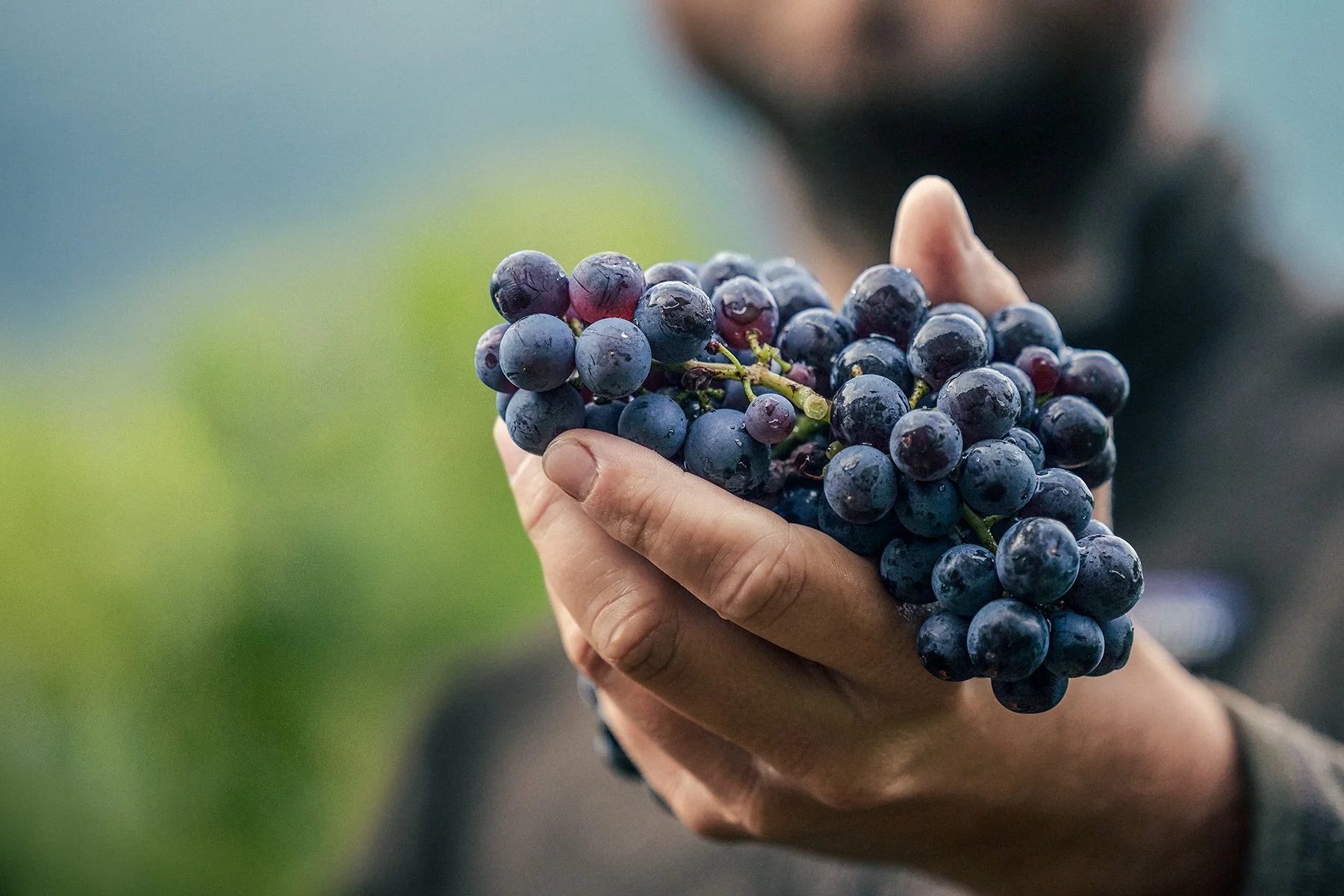 swiss_wine_terencedufresne_2.jpg