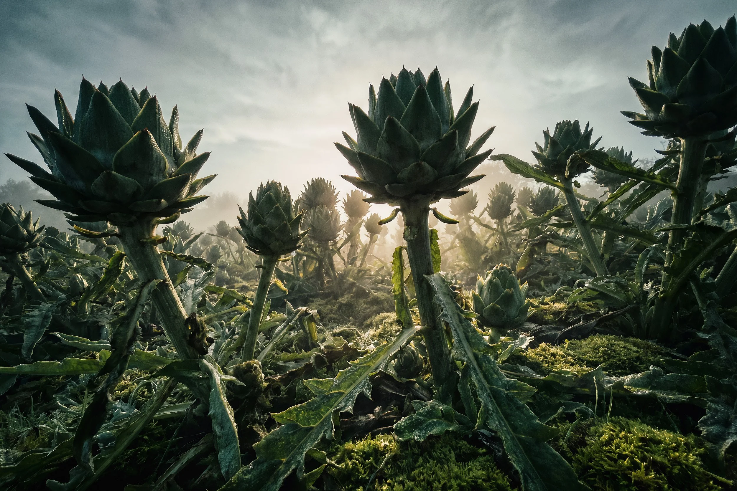 Vegiland 3 AI Project by terence du fresne.jpg