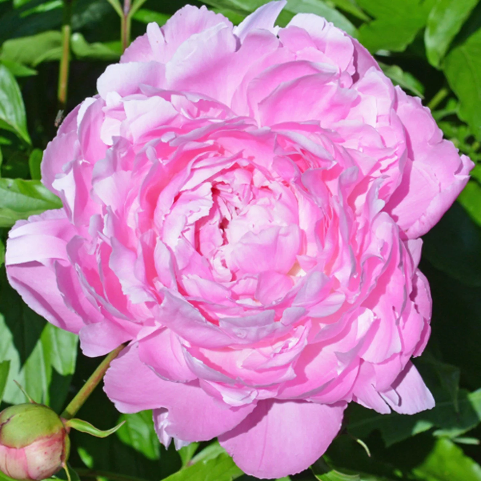 Martha Bulloch