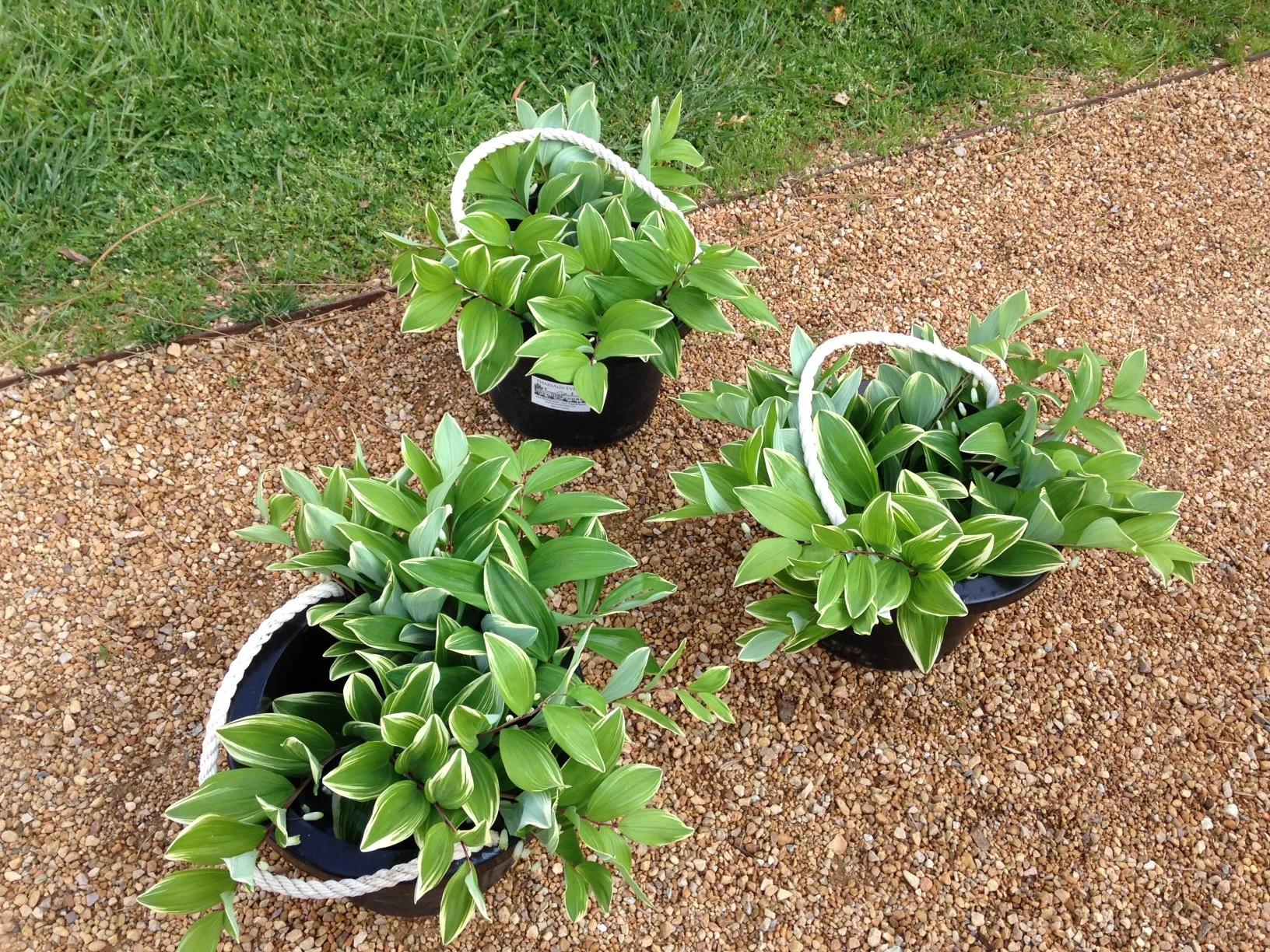 Variegated False Solomon's' Seal 
