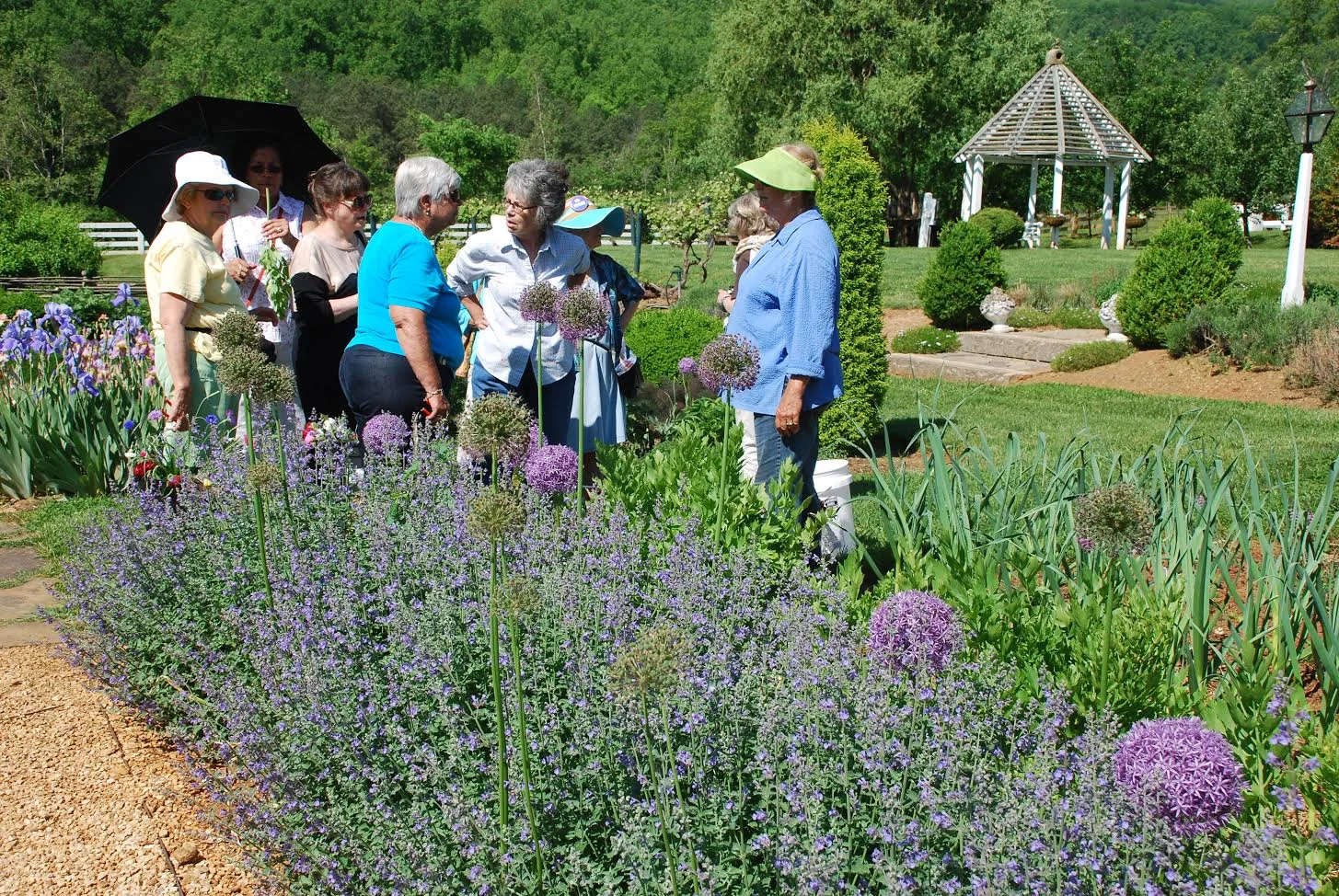Foxie Morgan leading a group in the Herb Garden. In the foreground, you can see Catmint, and ornamental Allium blooming. 