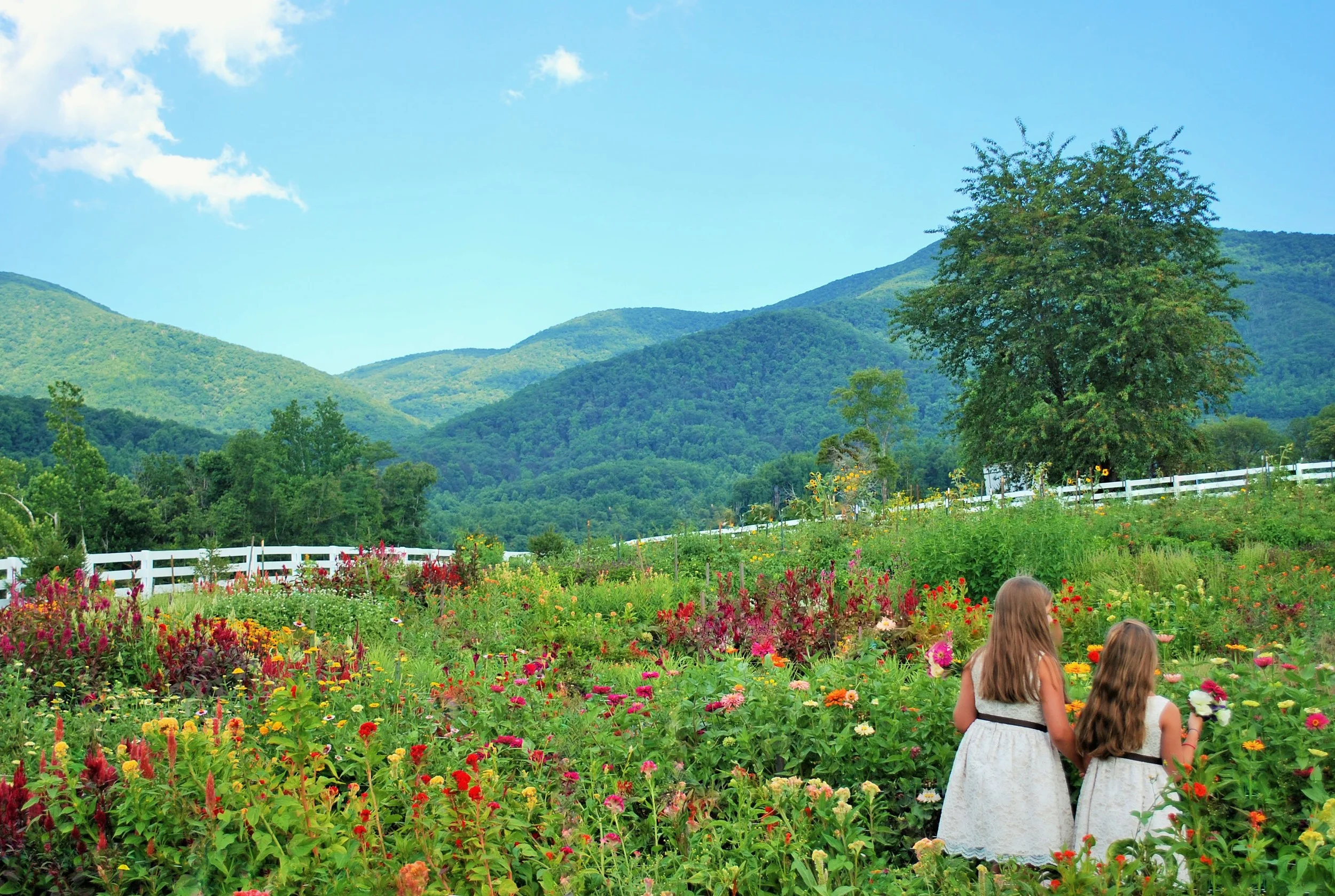 Trying to catch butterflies in their Grandmothers flower garden