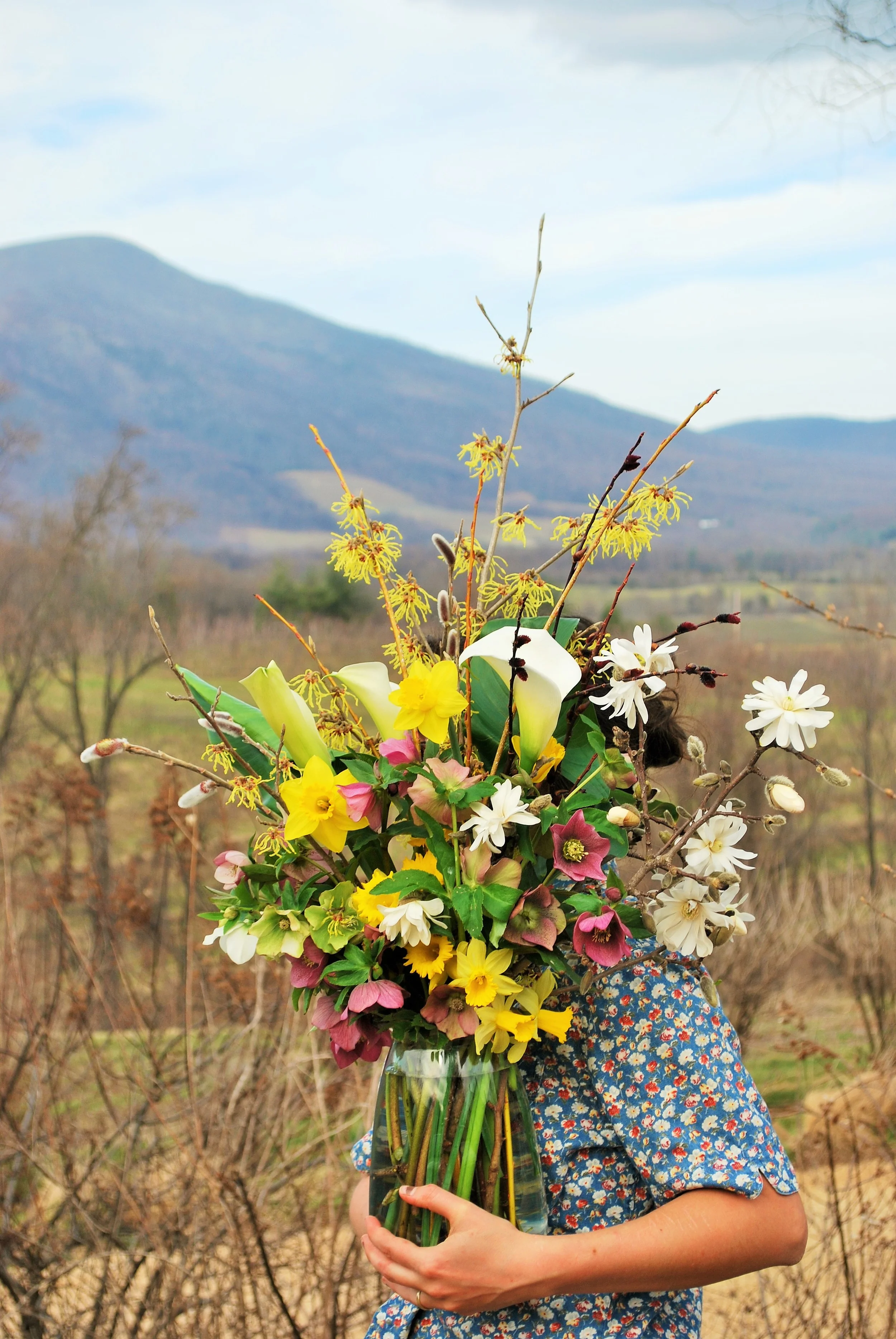 A gathered arrangement of Hellebore, Daffodils, Saucer Magnolia, Pussy Willow, Witch Hazel, Calla Lily and other budding twigs from the cutting gardens with Three Ridges Mtn. as the backdrop. 