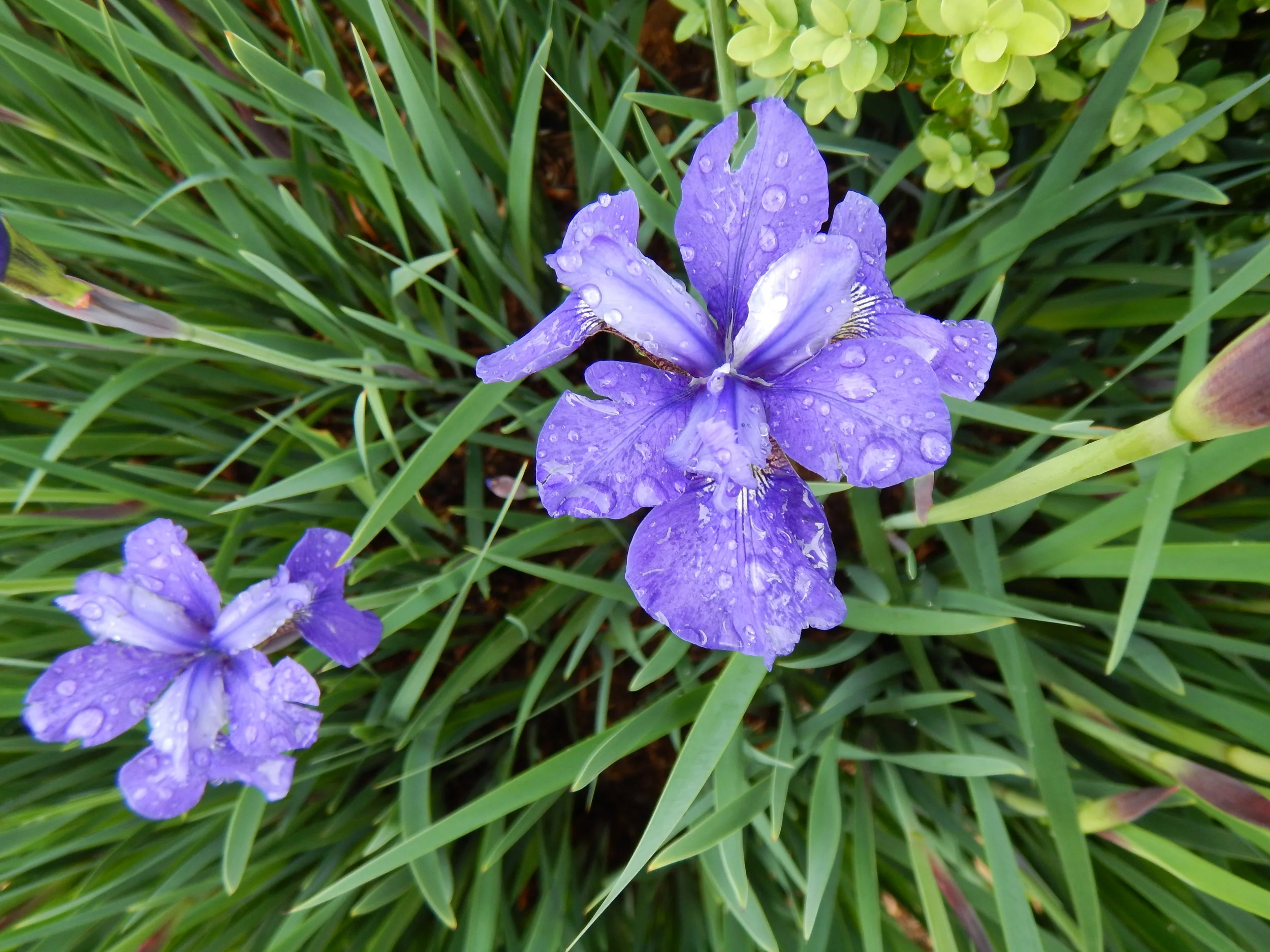 Peonies, snaps and Iris are blooming despite the rain.