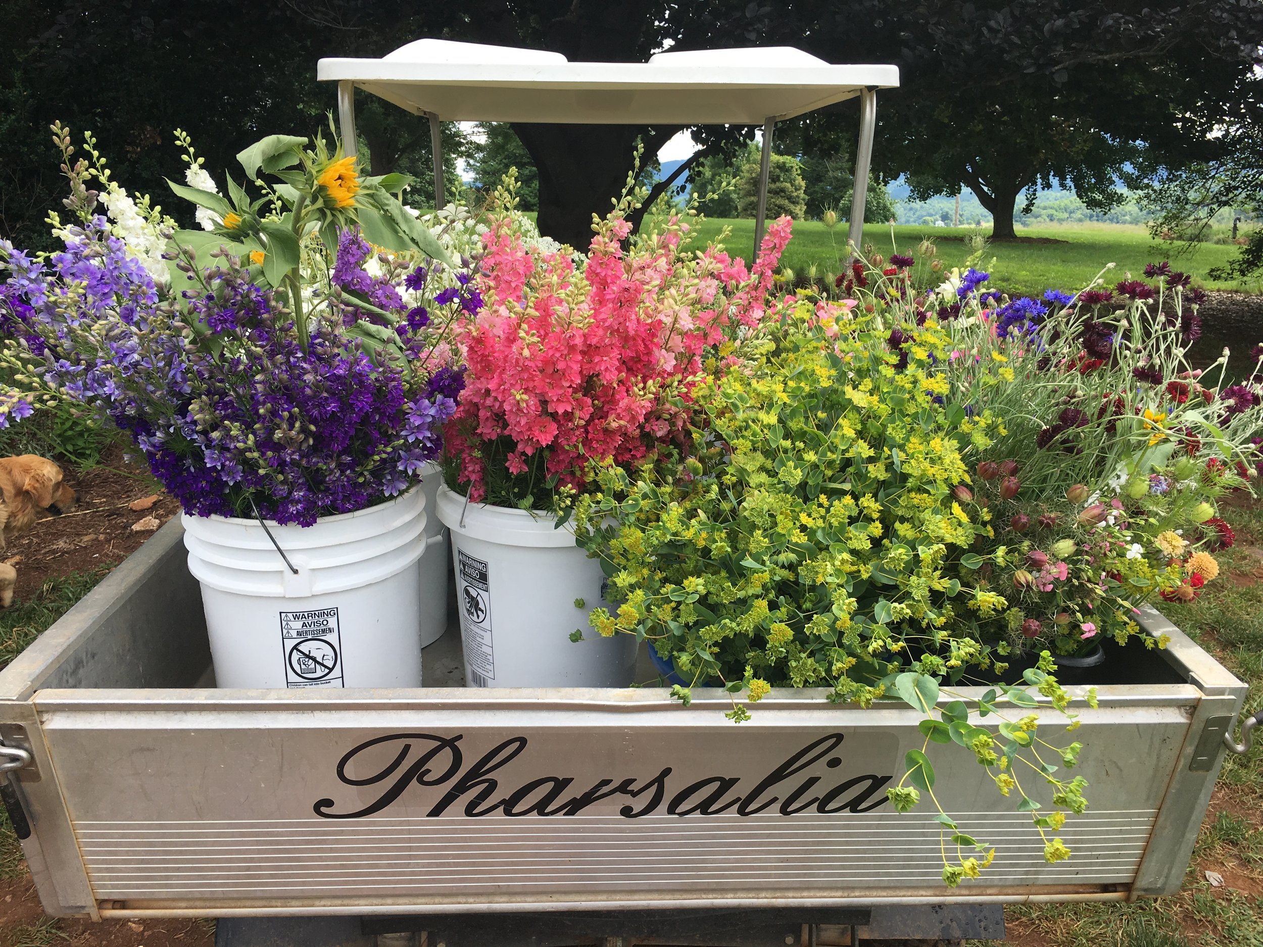 flowers in back of golf cart