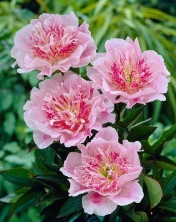 Peony Root Do Tell.jpg