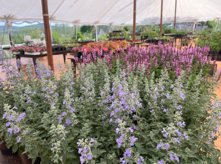 Pharsalia Plant Sale Nelson County Virginia