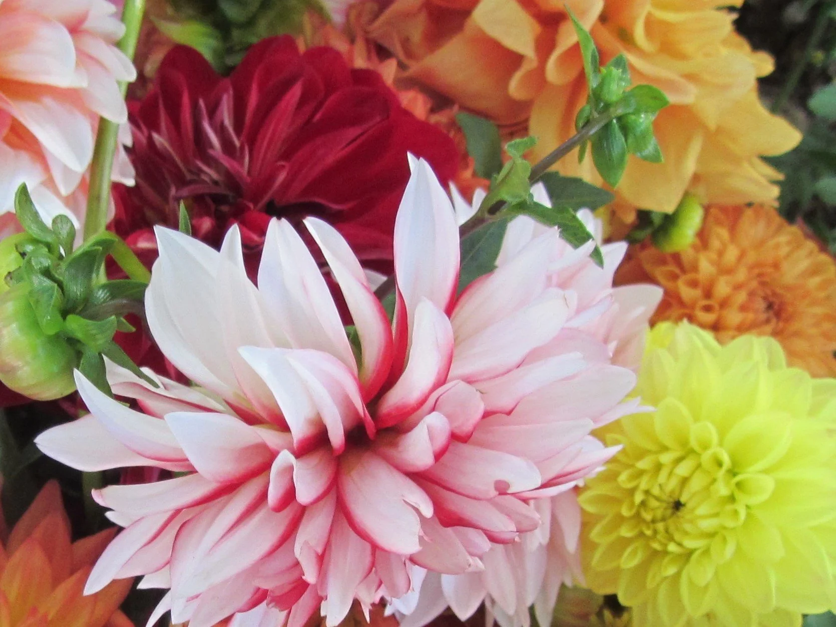 Dahlias 1.jpg