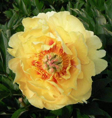 Peony Root Garden Treasure 1.png