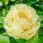 Peony Root Sunny Girl.jpg