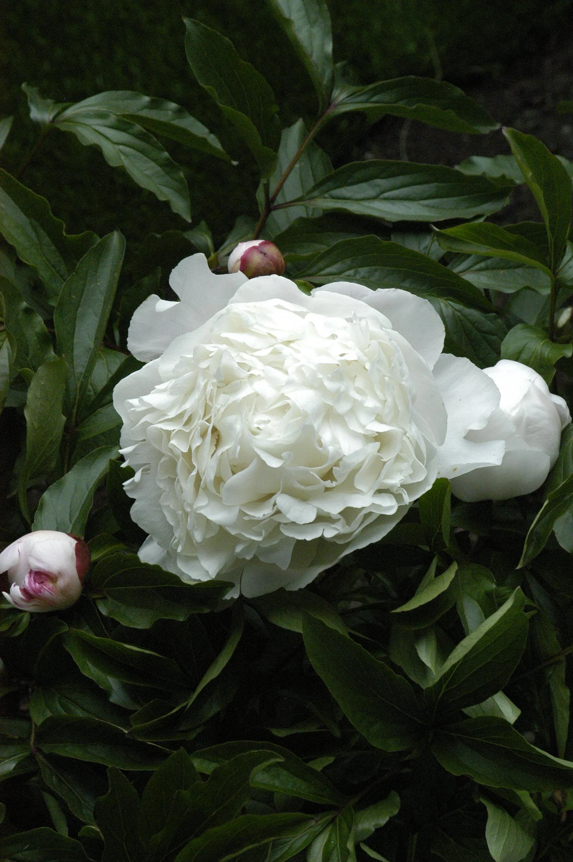 White Sarh Bernhardt