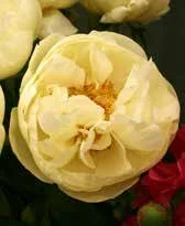Lemon Chiffon