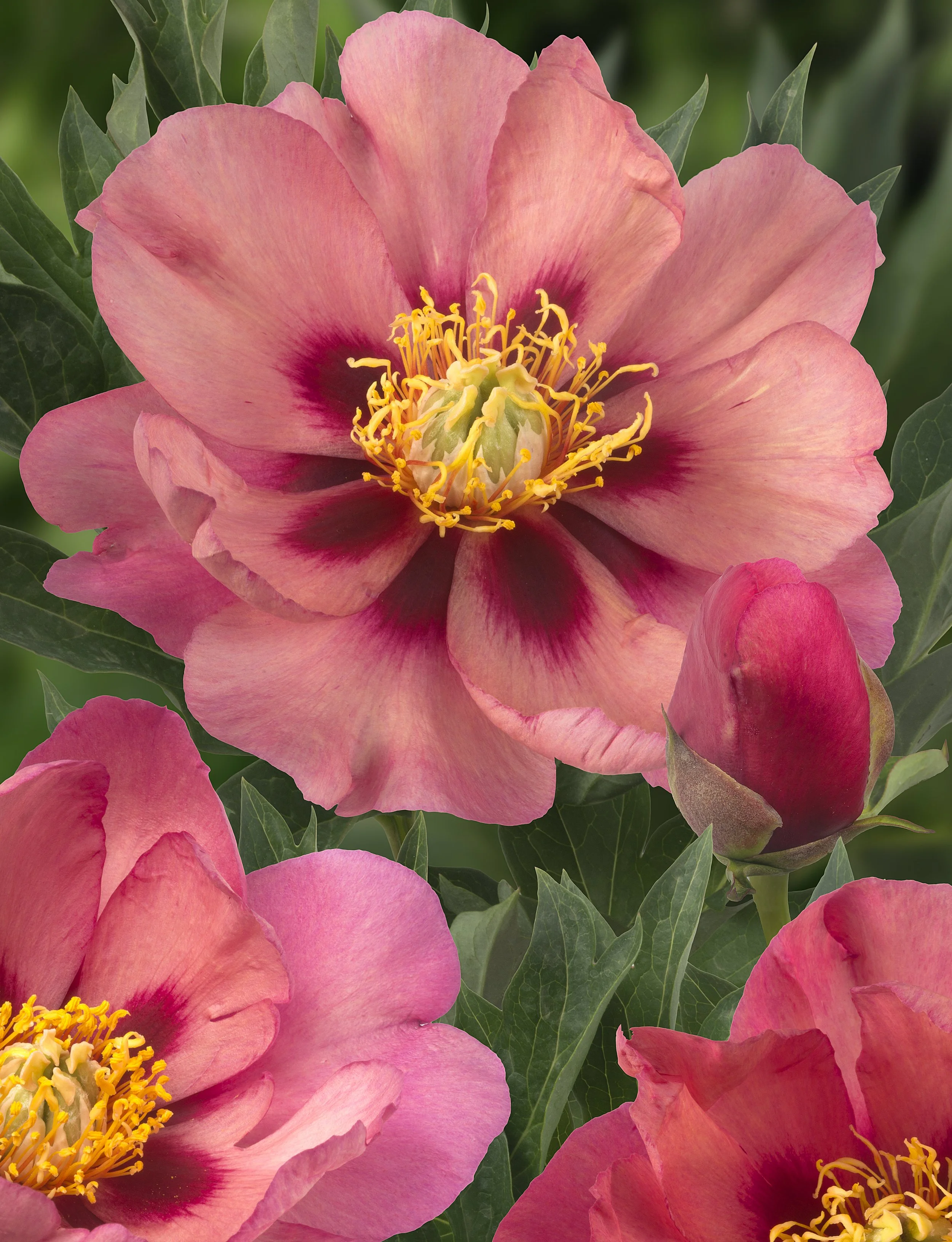 Old Rose Dandy