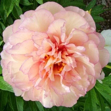 Peony Root Scrumdidleuptious.jpg